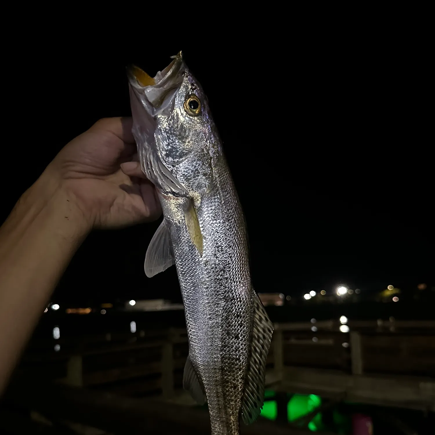 Spotted seatrout caught on Fishbrain