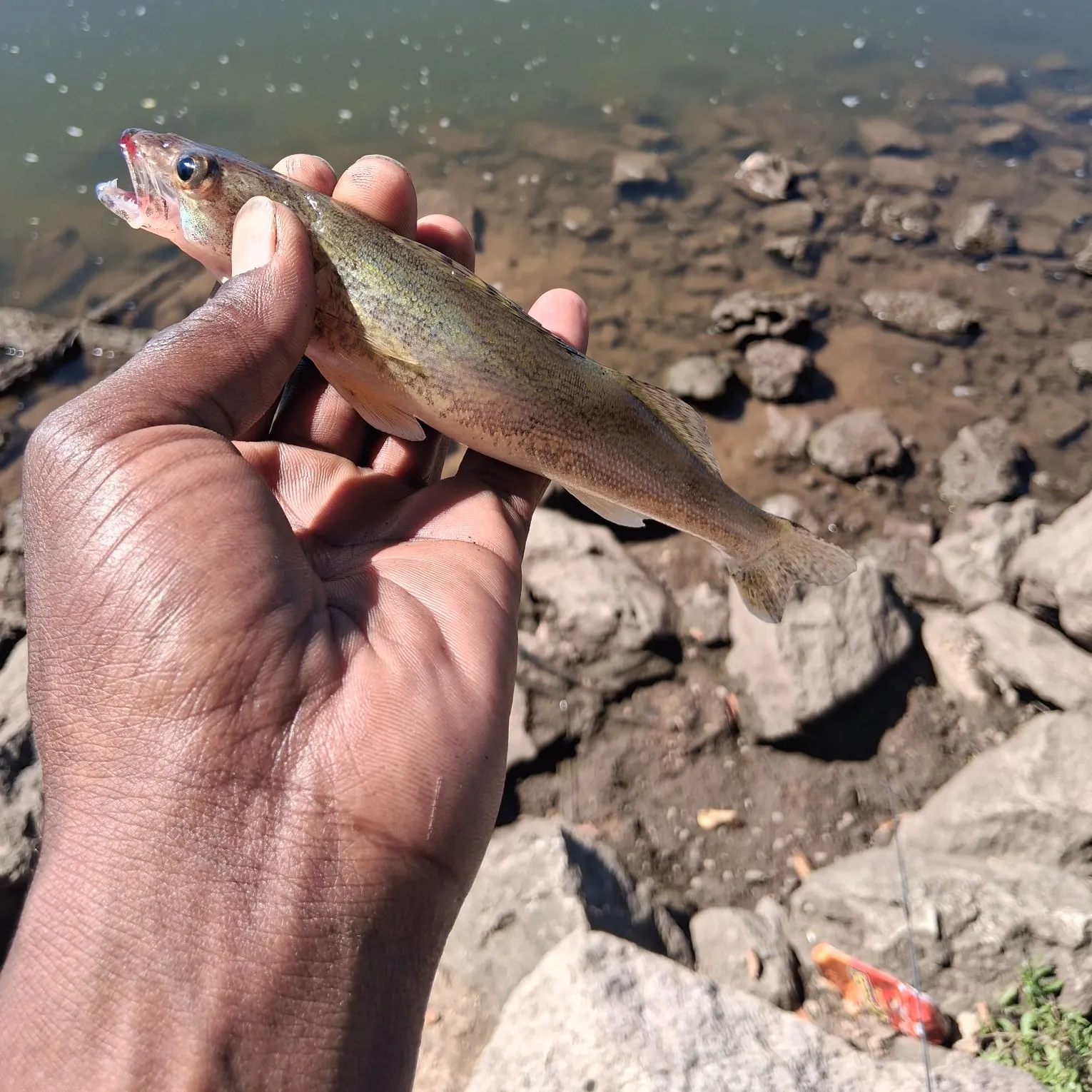 Saugeye caught on Fishbrain