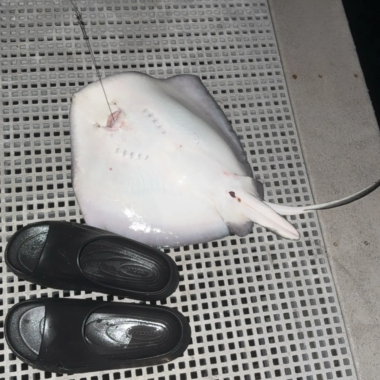 Southern stingray caught on Fishbrain