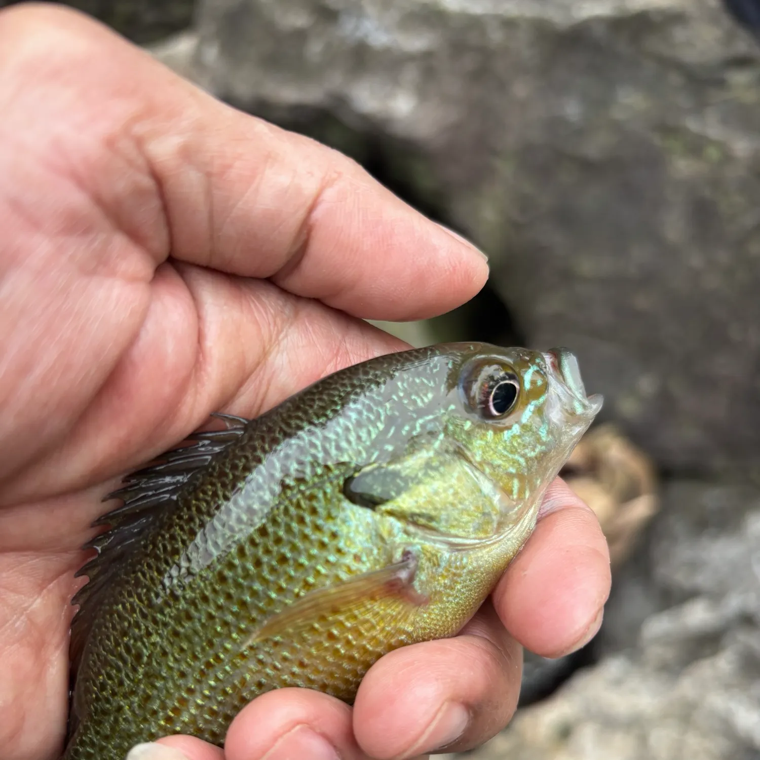 Redbreast sunfish caught on Fishbrain