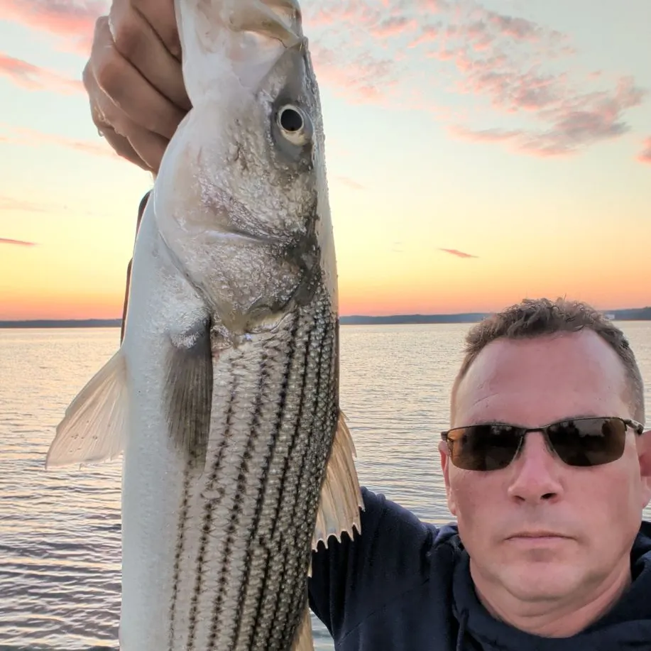 Striped bass caught on Fishbrain