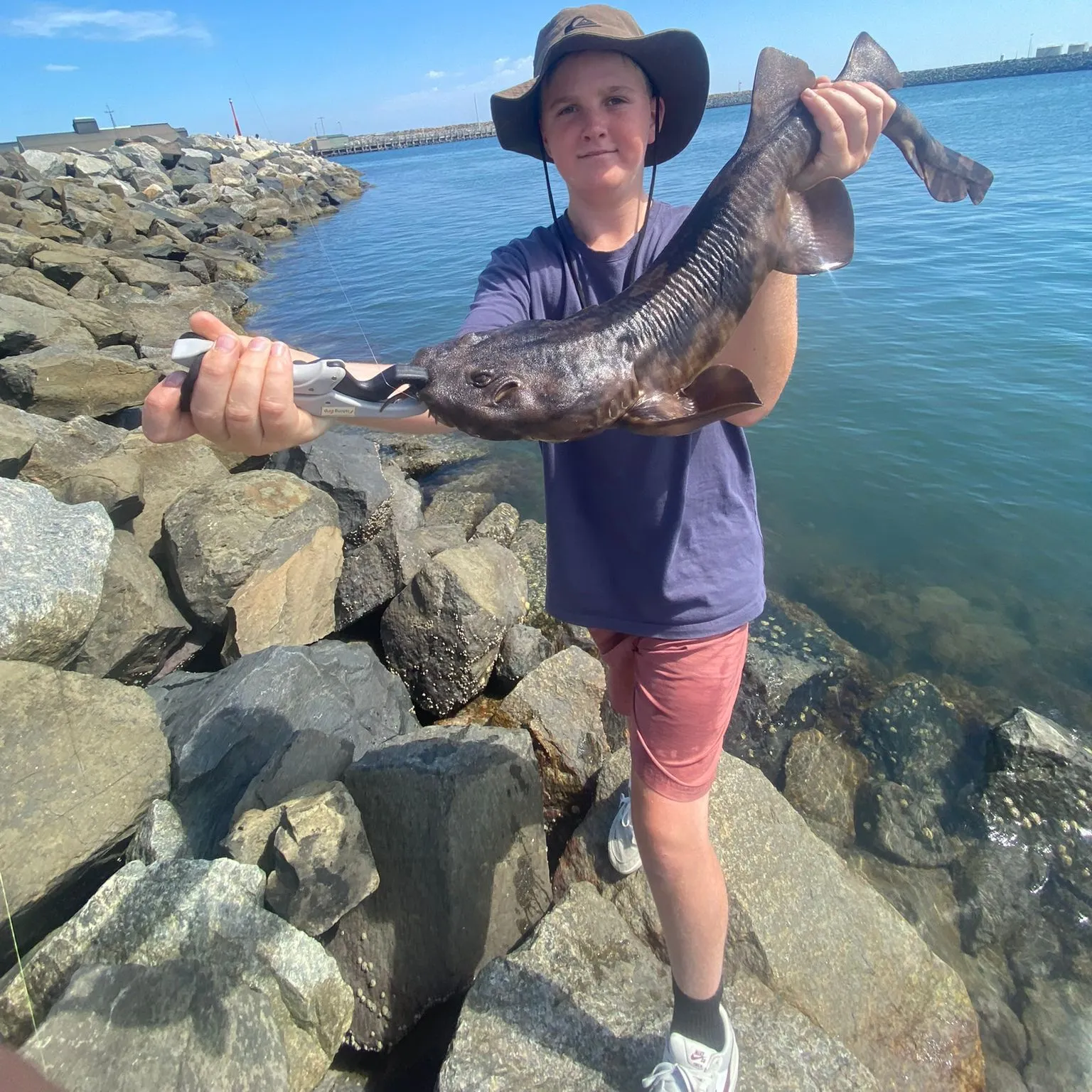 The most recent Spotted wobbegong catches on Fishbrain