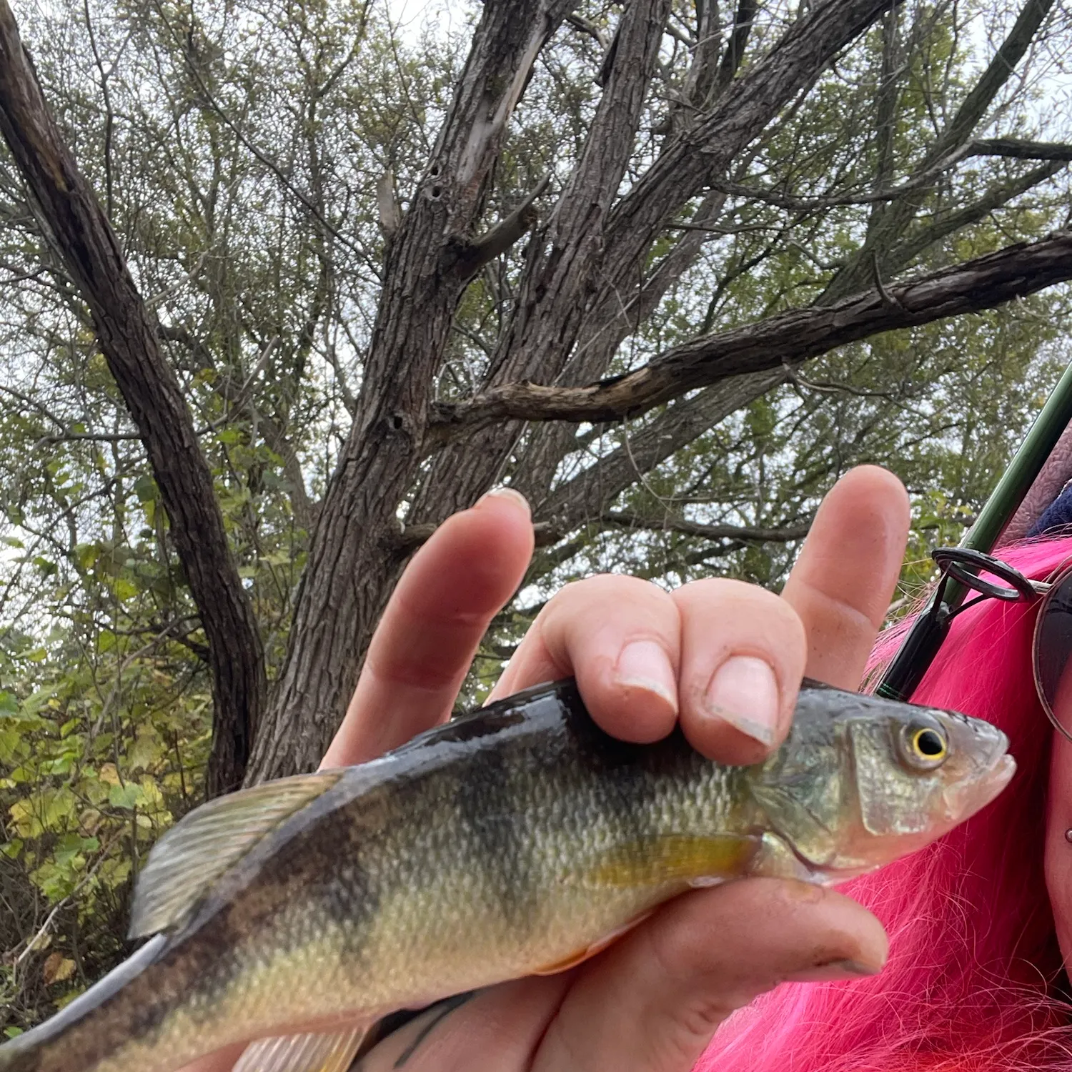 Yellow perch caught on Fishbrain