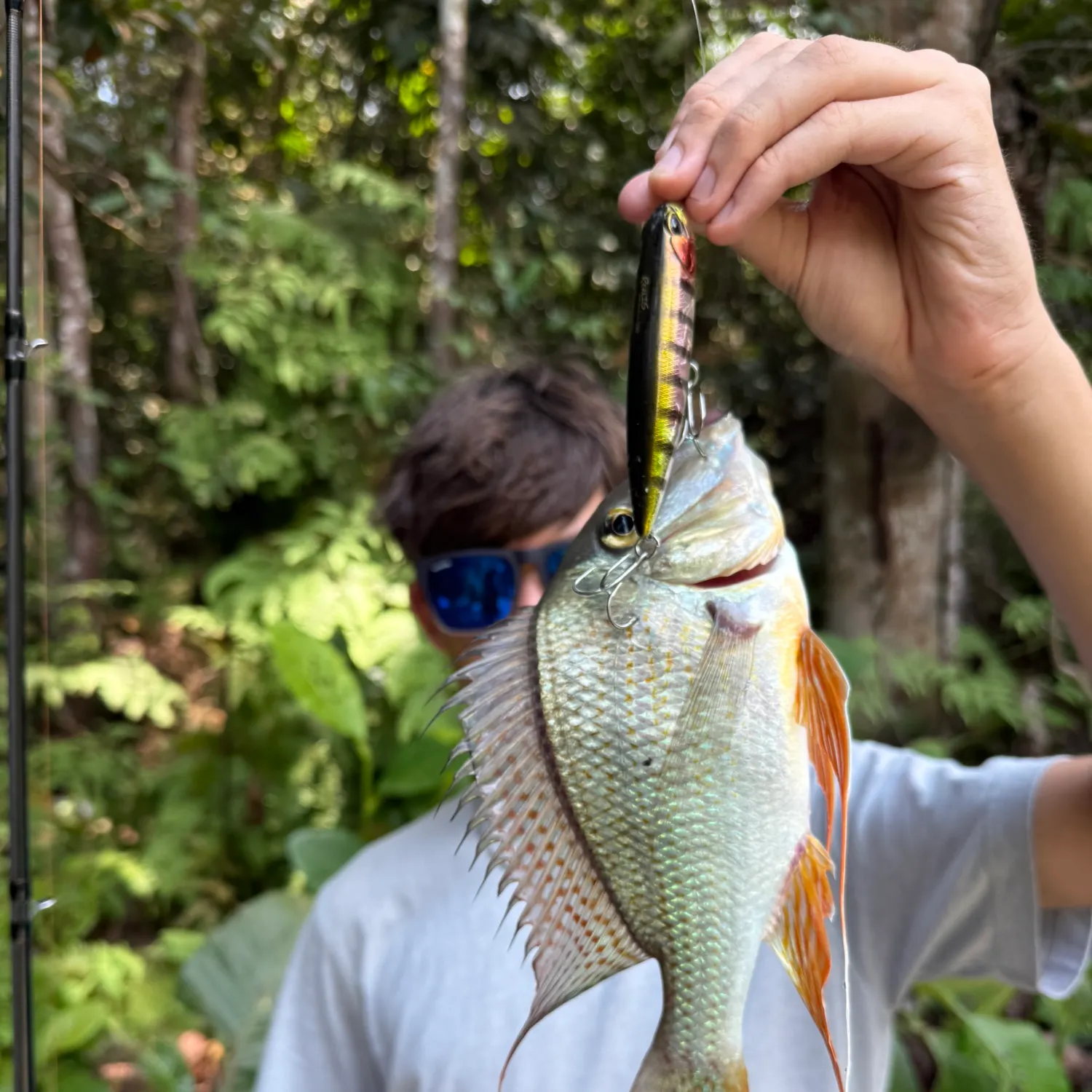The most recent Eartheater cichlid catches on Fishbrain