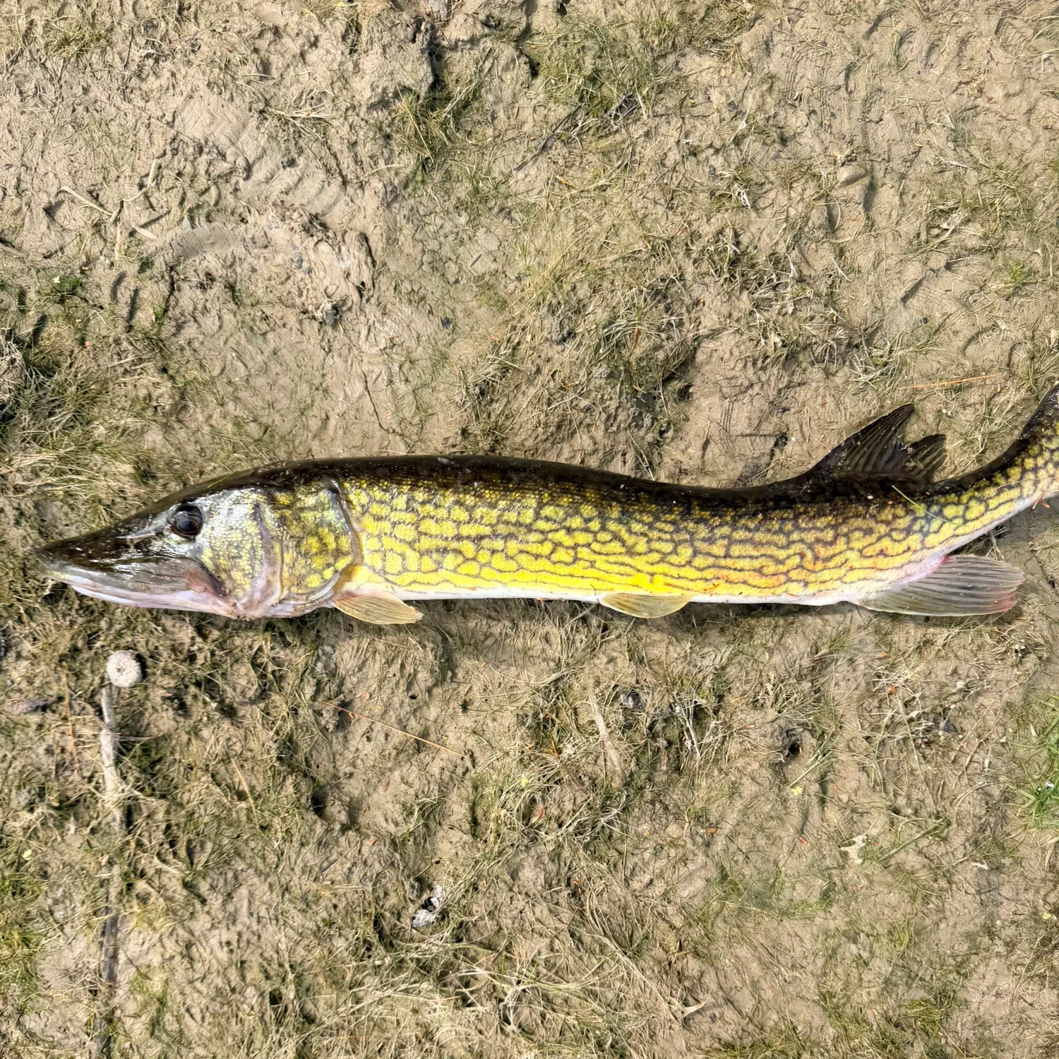 Chain pickerel caught on Fishbrain