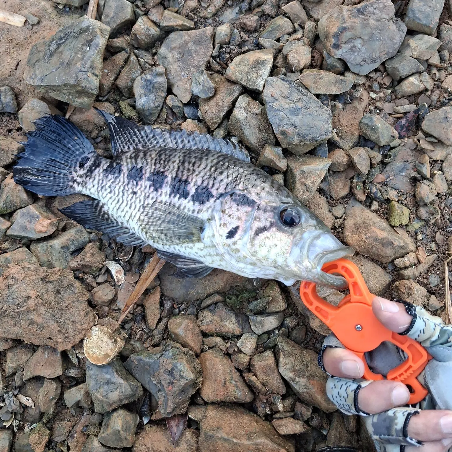 The most recent Jaguar cichlid catches on Fishbrain