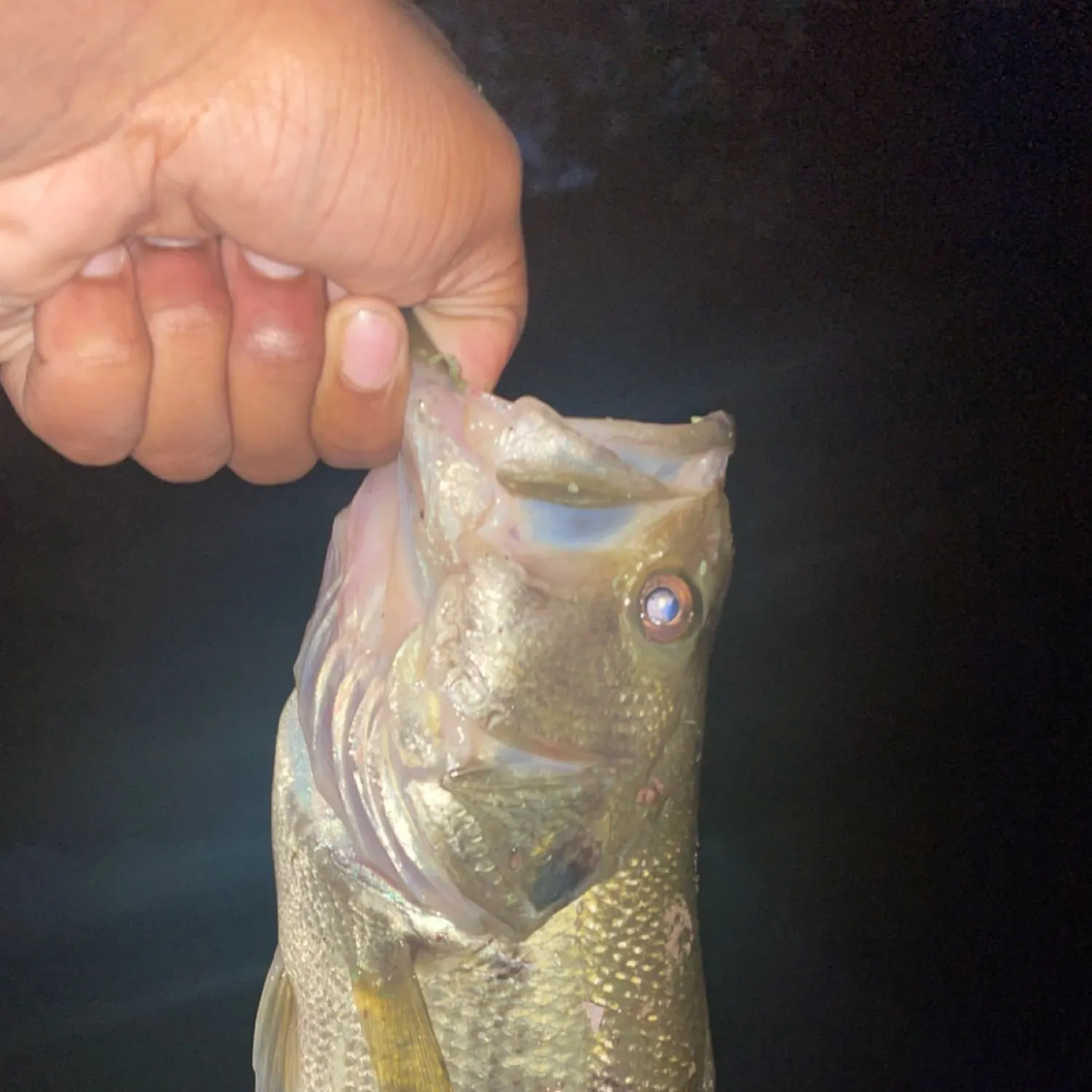 angler catch