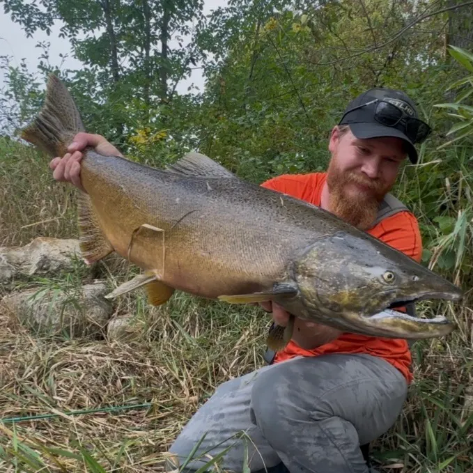 Chinook salmon caught on Fishbrain
