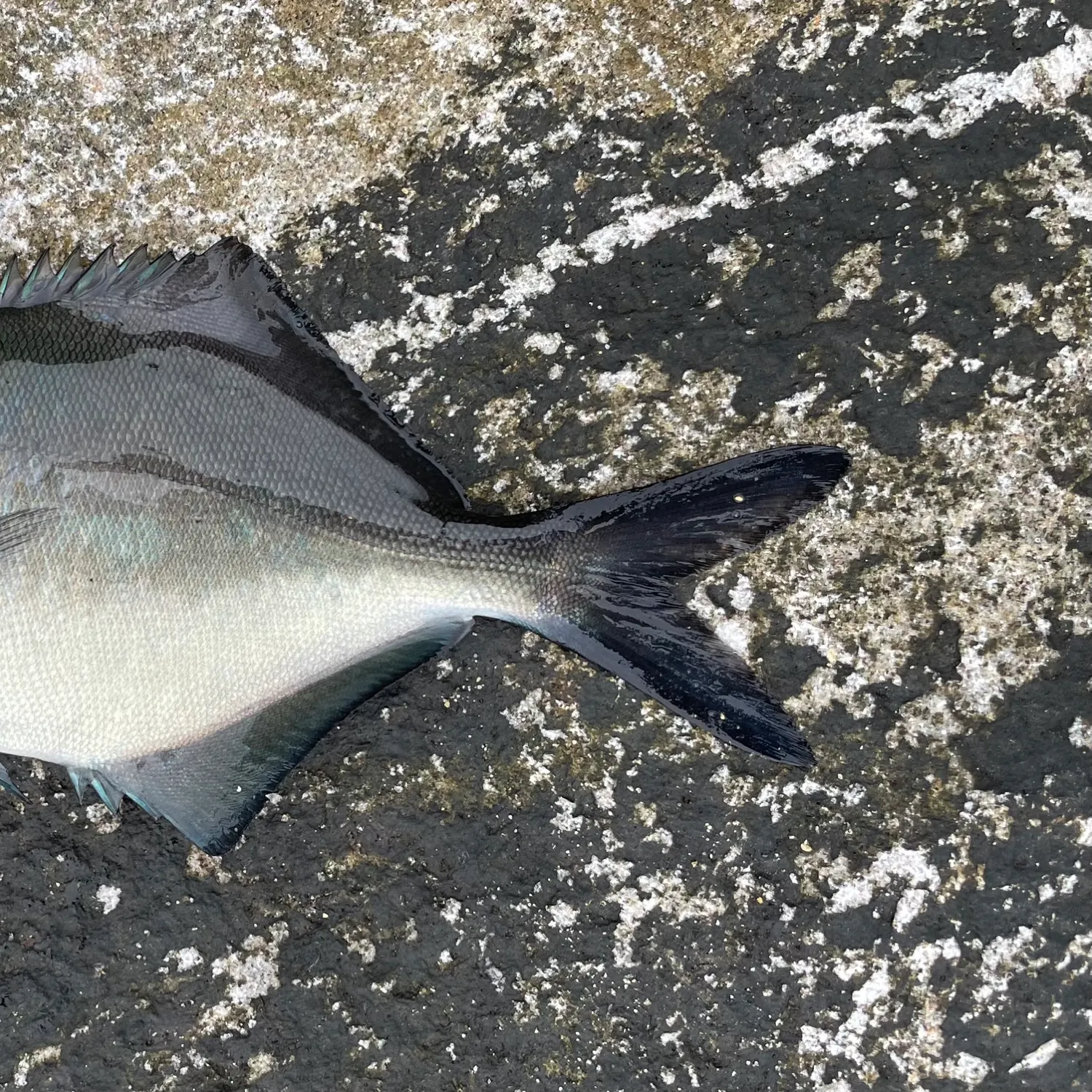 The most recent Silver sweep catches on Fishbrain