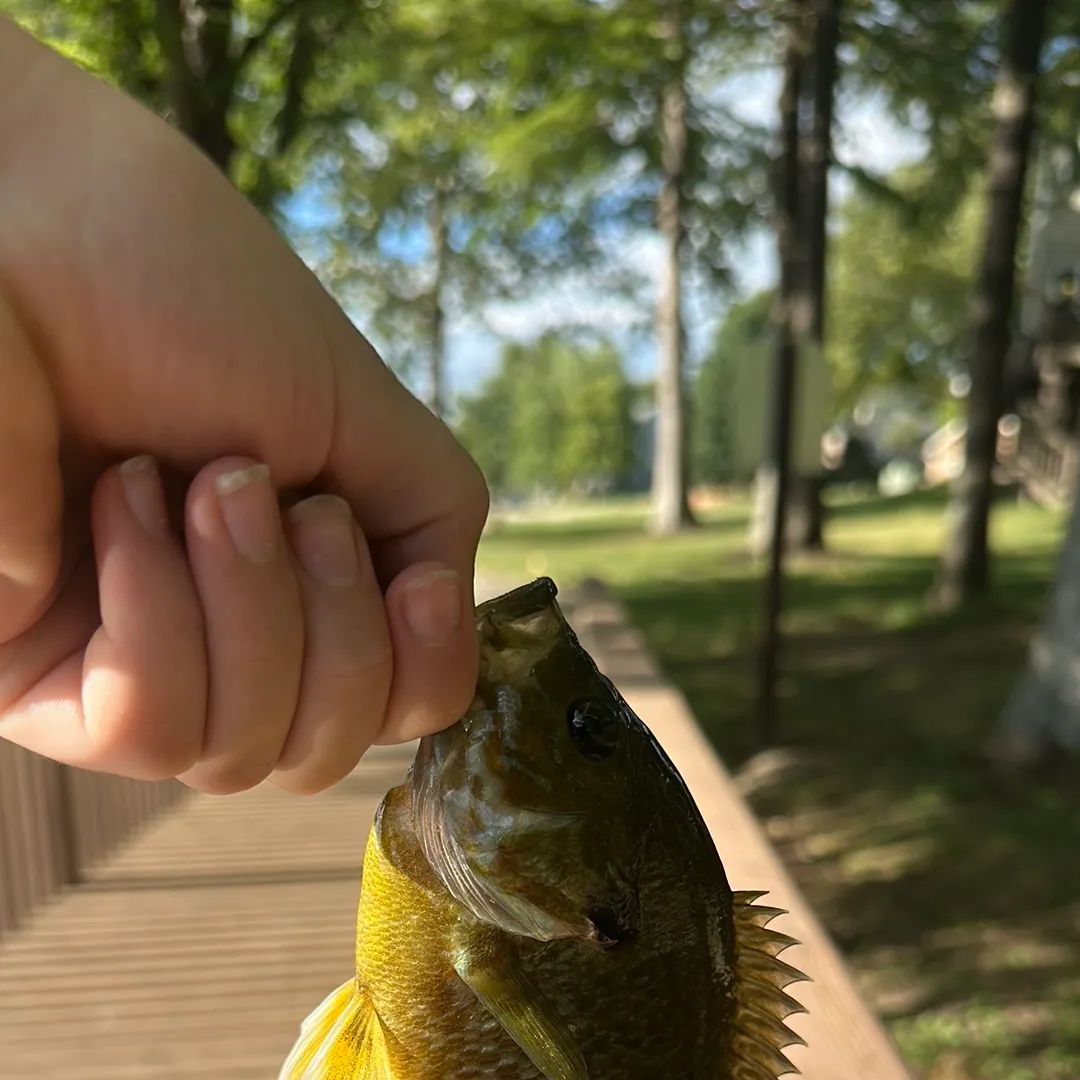 Greengill hybrid caught on Fishbrain