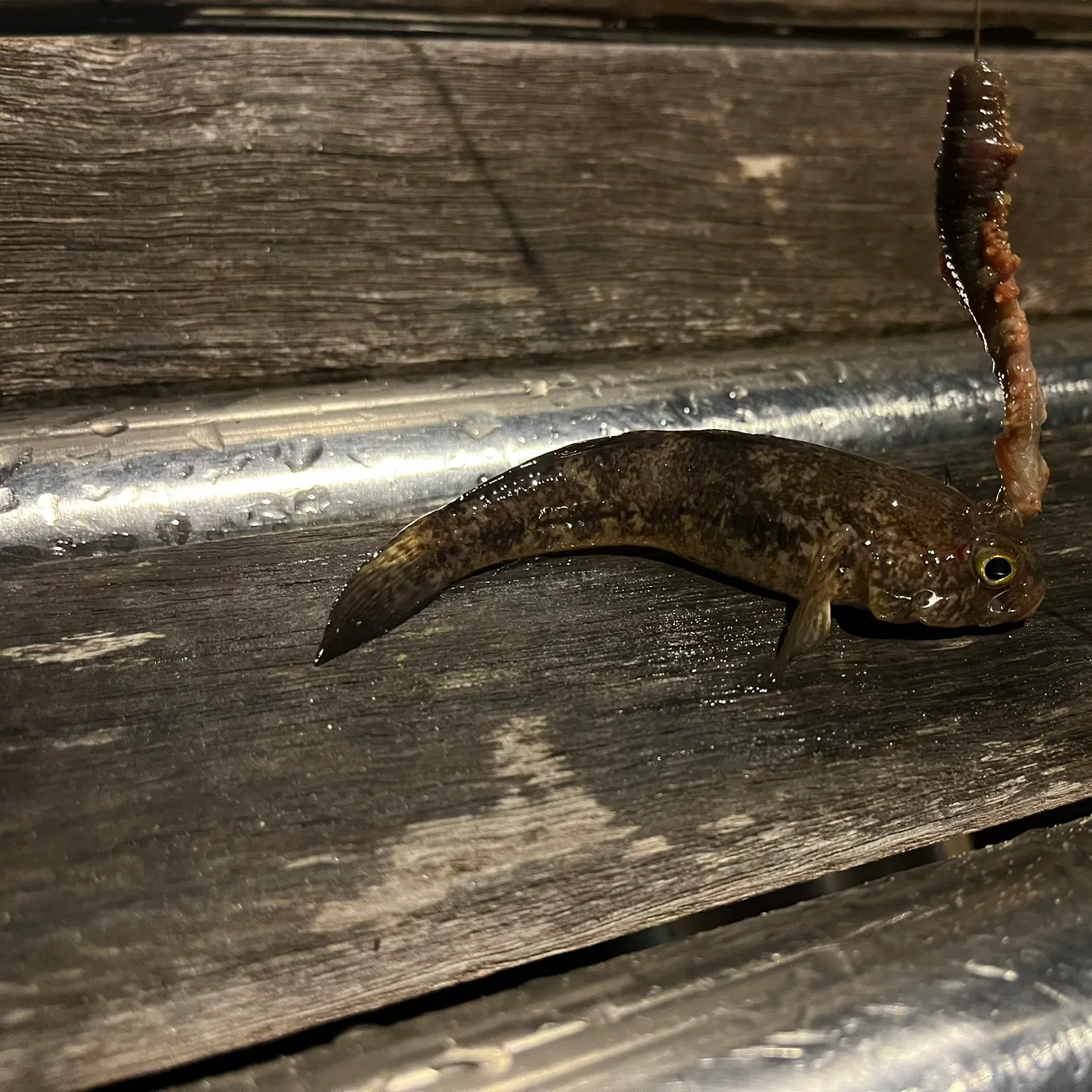 The most recent Common goby catches on Fishbrain