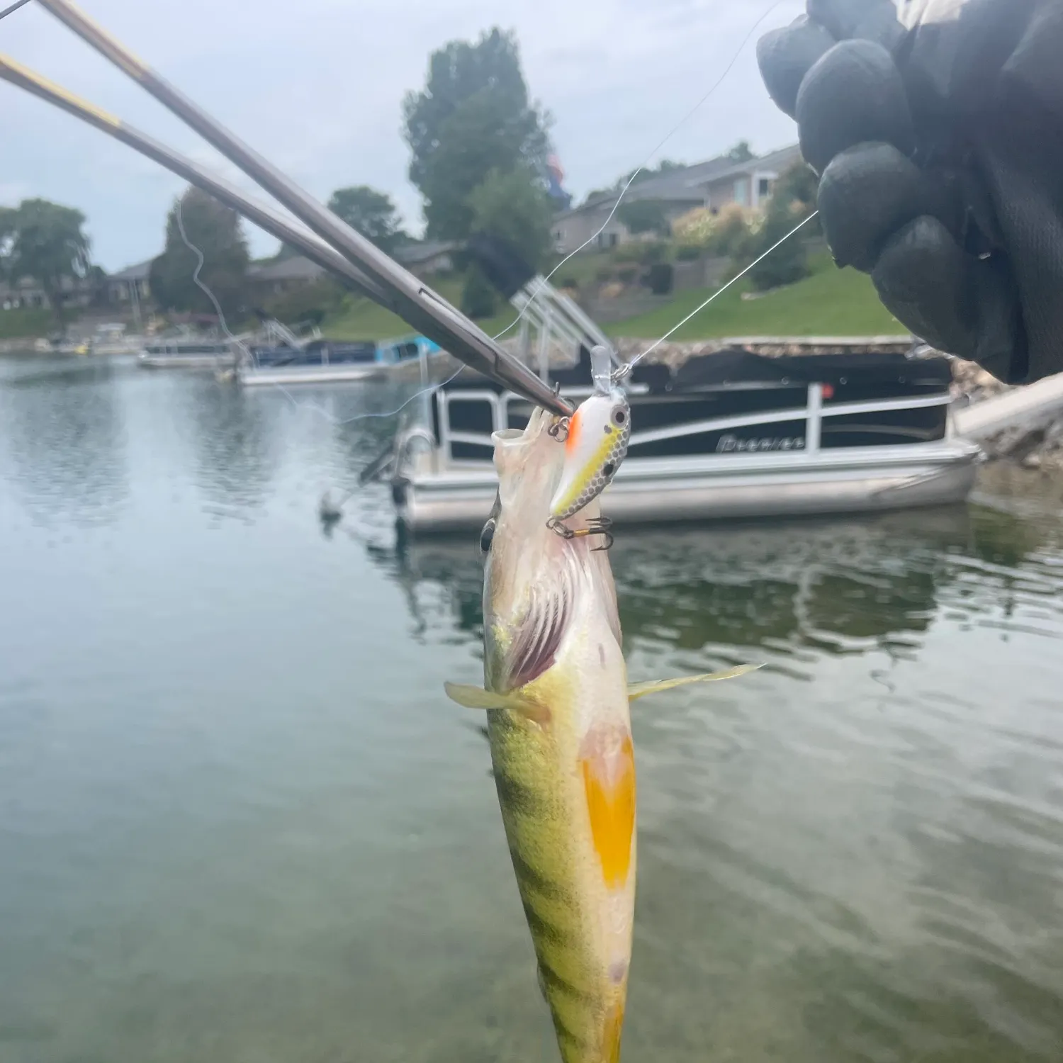 Yellow perch caught on Fishbrain