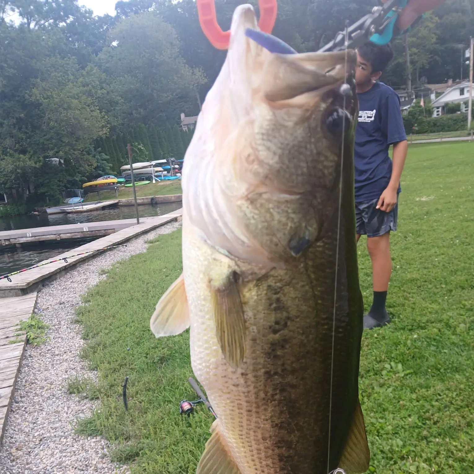 Largemouth bass caught on Fishbrain