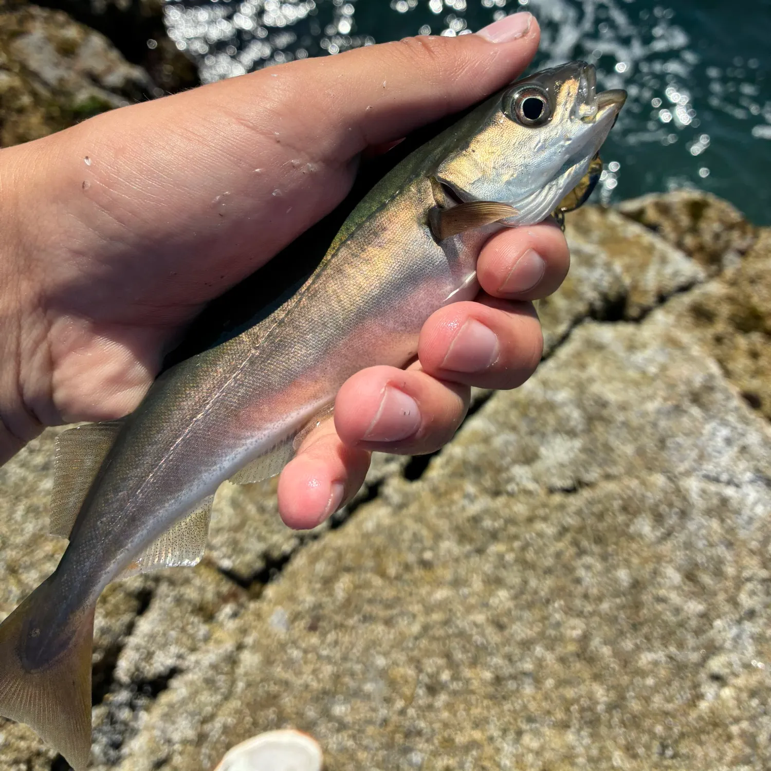 The most recent Atlantic pollock catches on Fishbrain