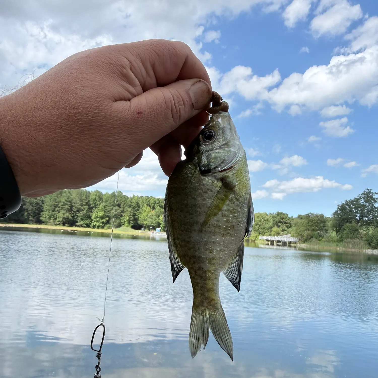 Bluegill caught on Fishbrain