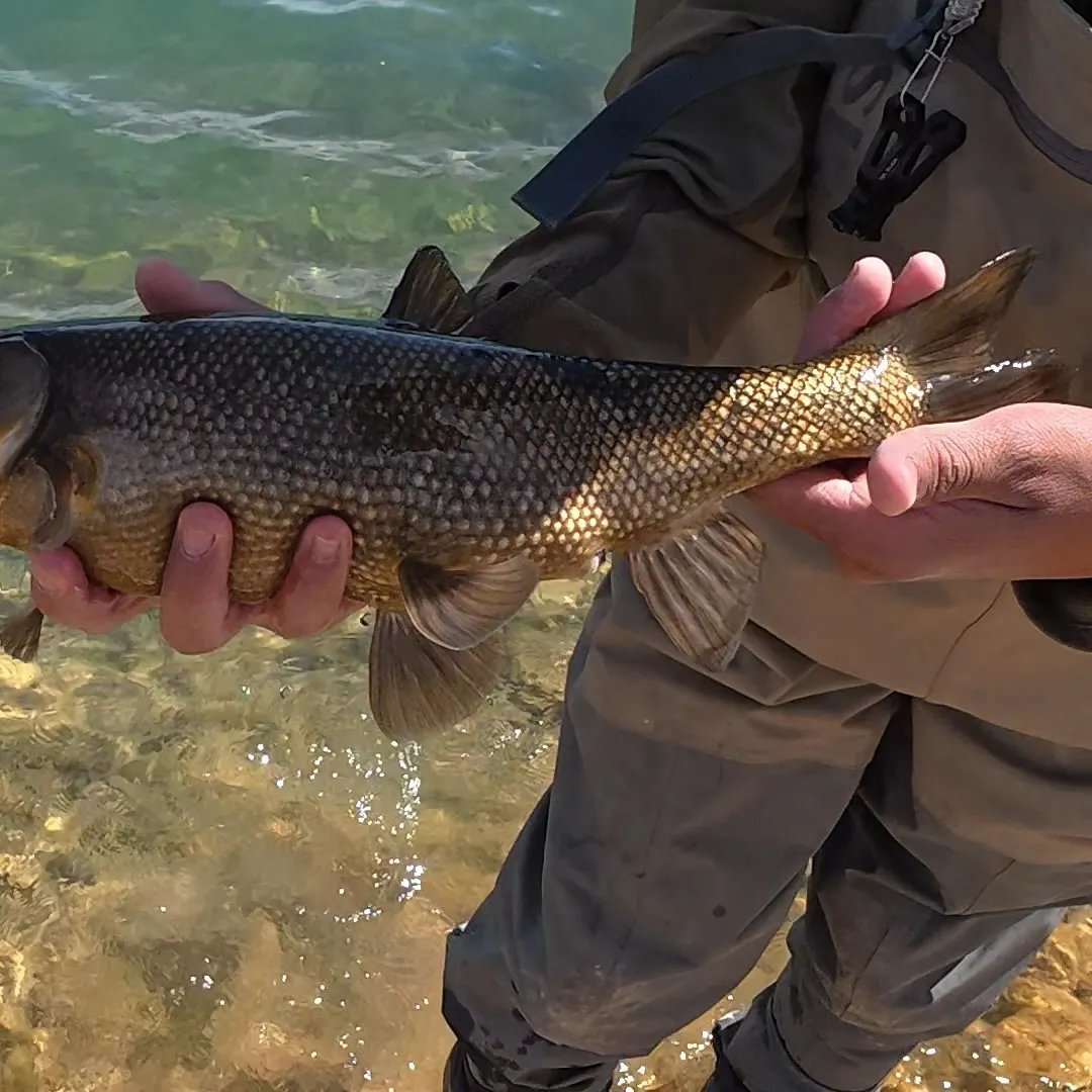 The most recent Utah chub catches on Fishbrain