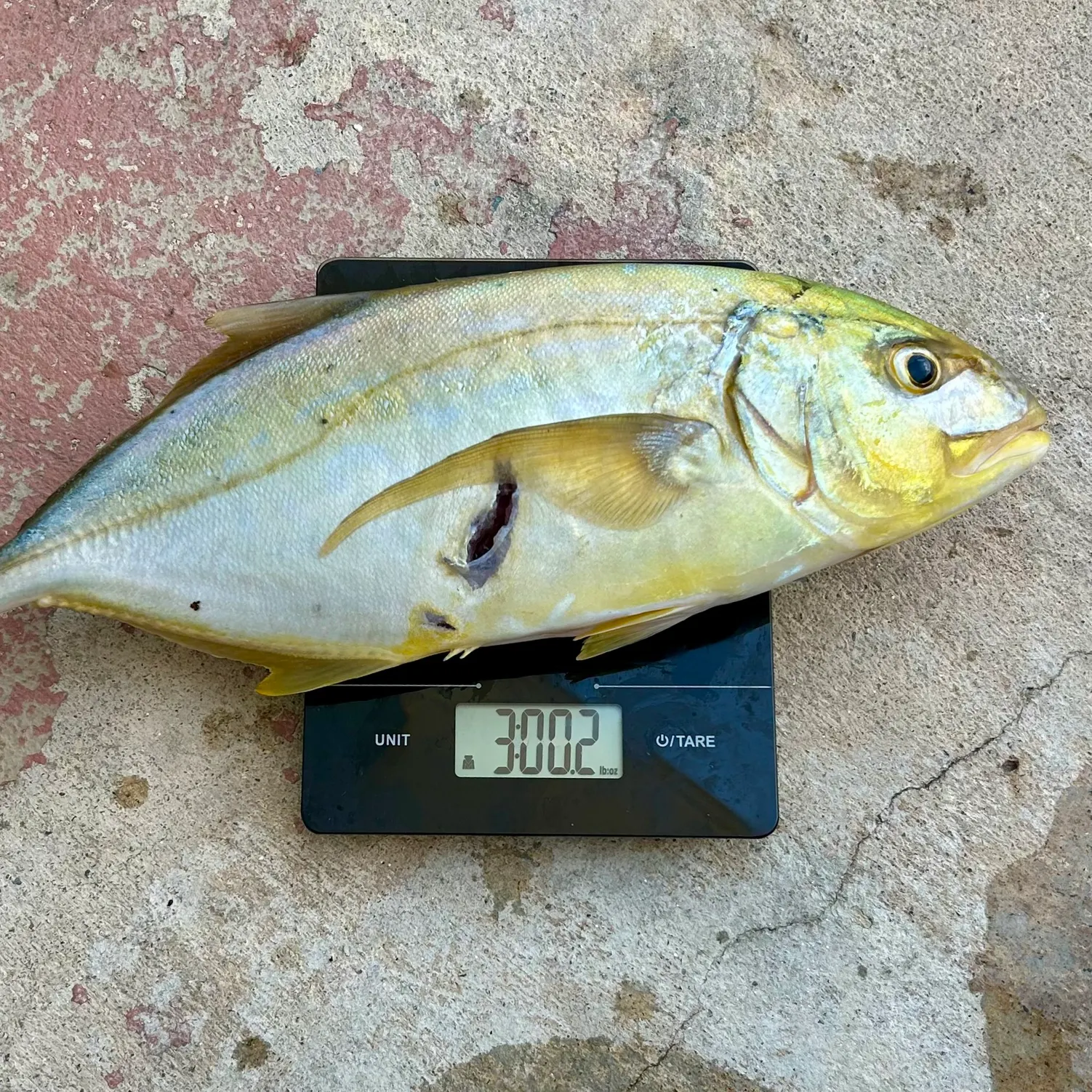 The most recent Yellow jack catches on Fishbrain