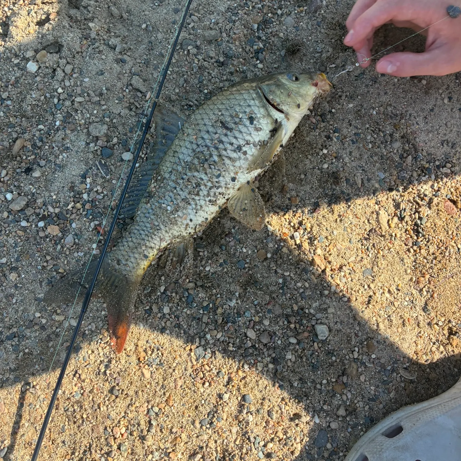Common carp caught on Fishbrain
