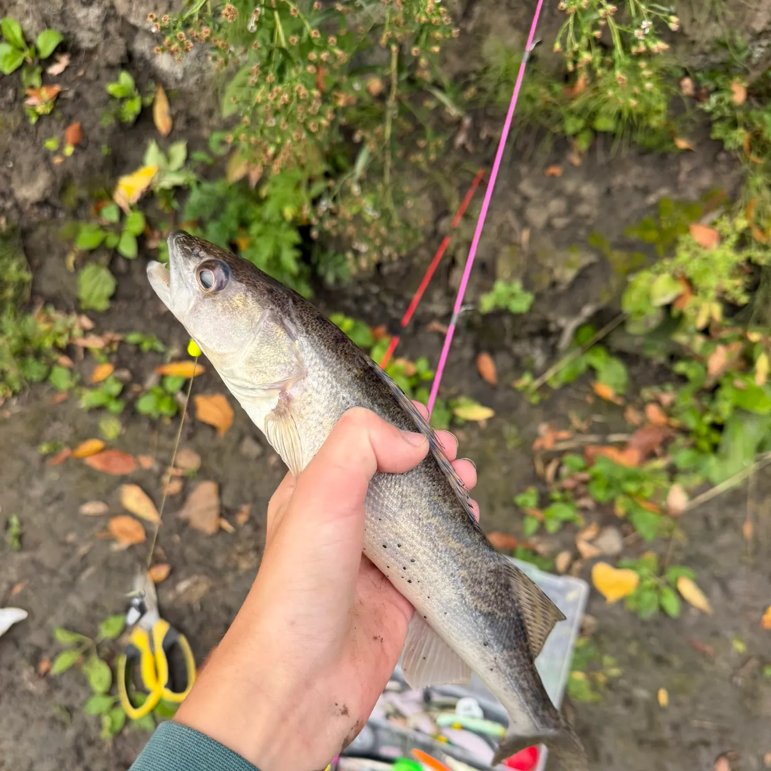 Walleye caught on Fishbrain