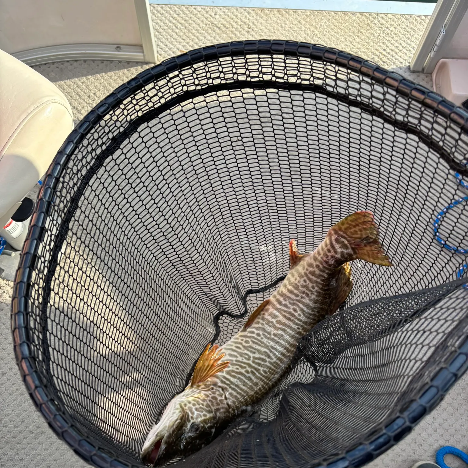 The most recent Tiger muskellunge catches on Fishbrain