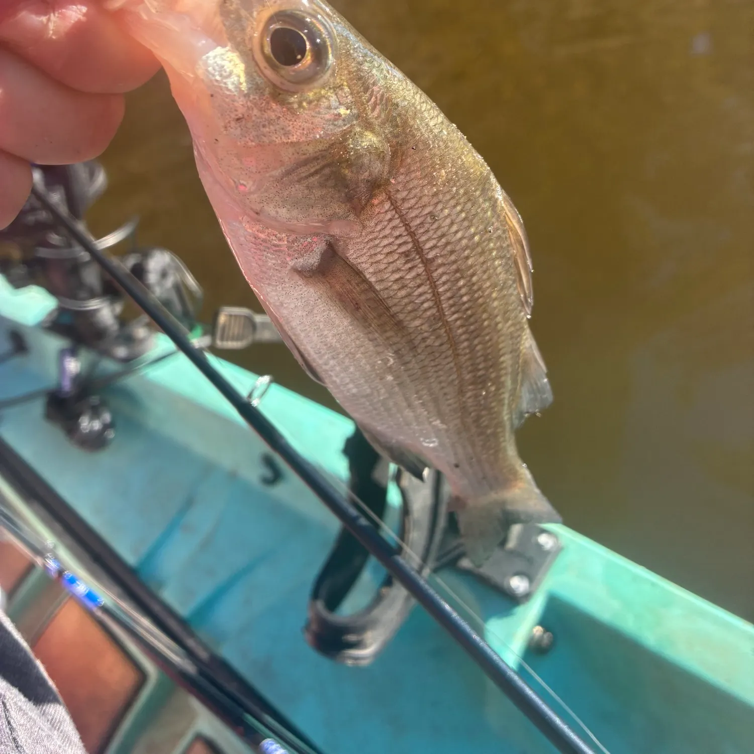 White perch caught on Fishbrain