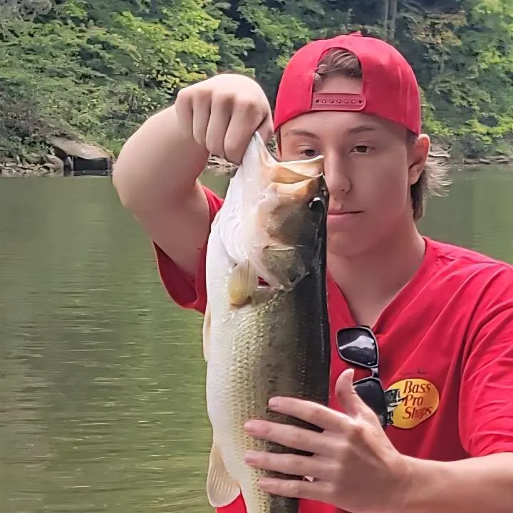 Largemouth bass caught on Fishbrain