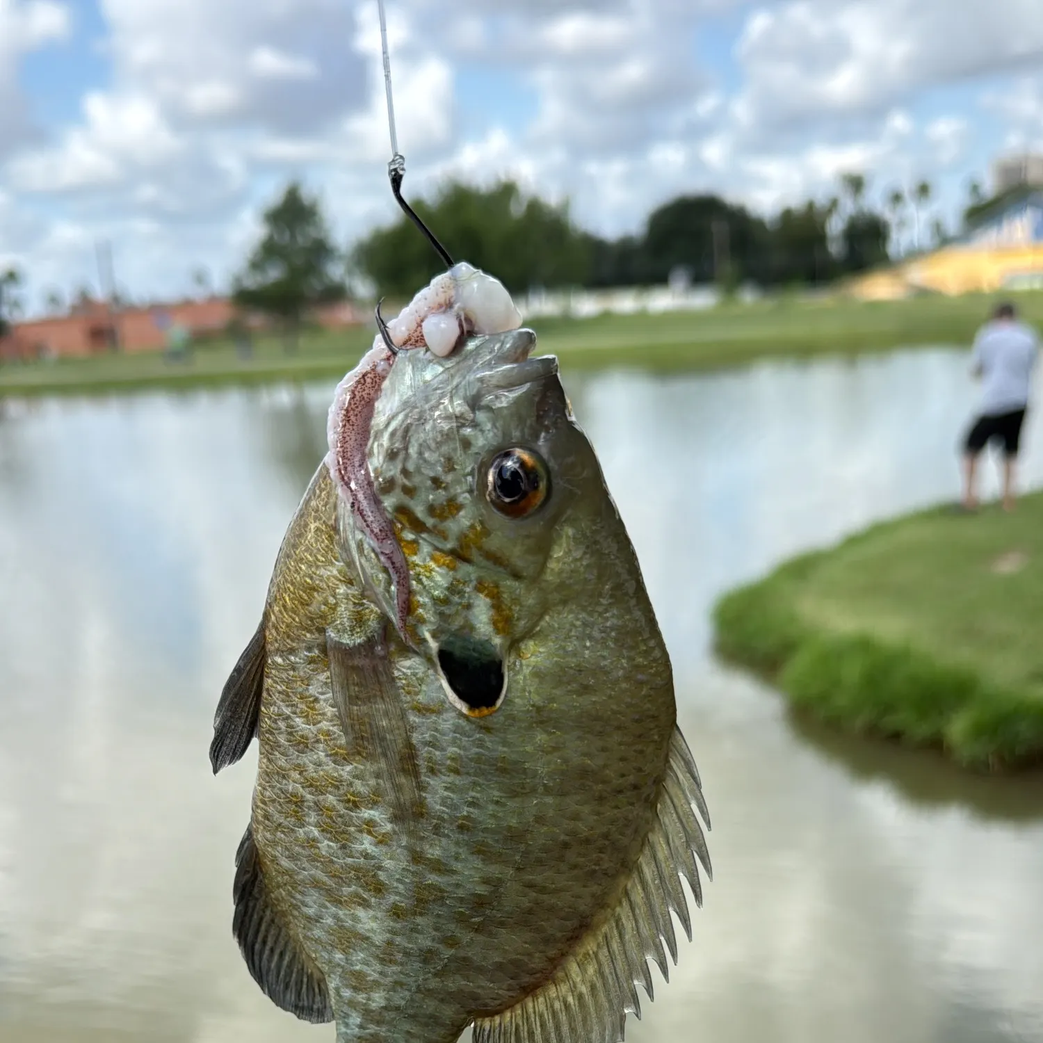 Fishing in Alamo, TX (United States)  Find Spots, Species & Tips