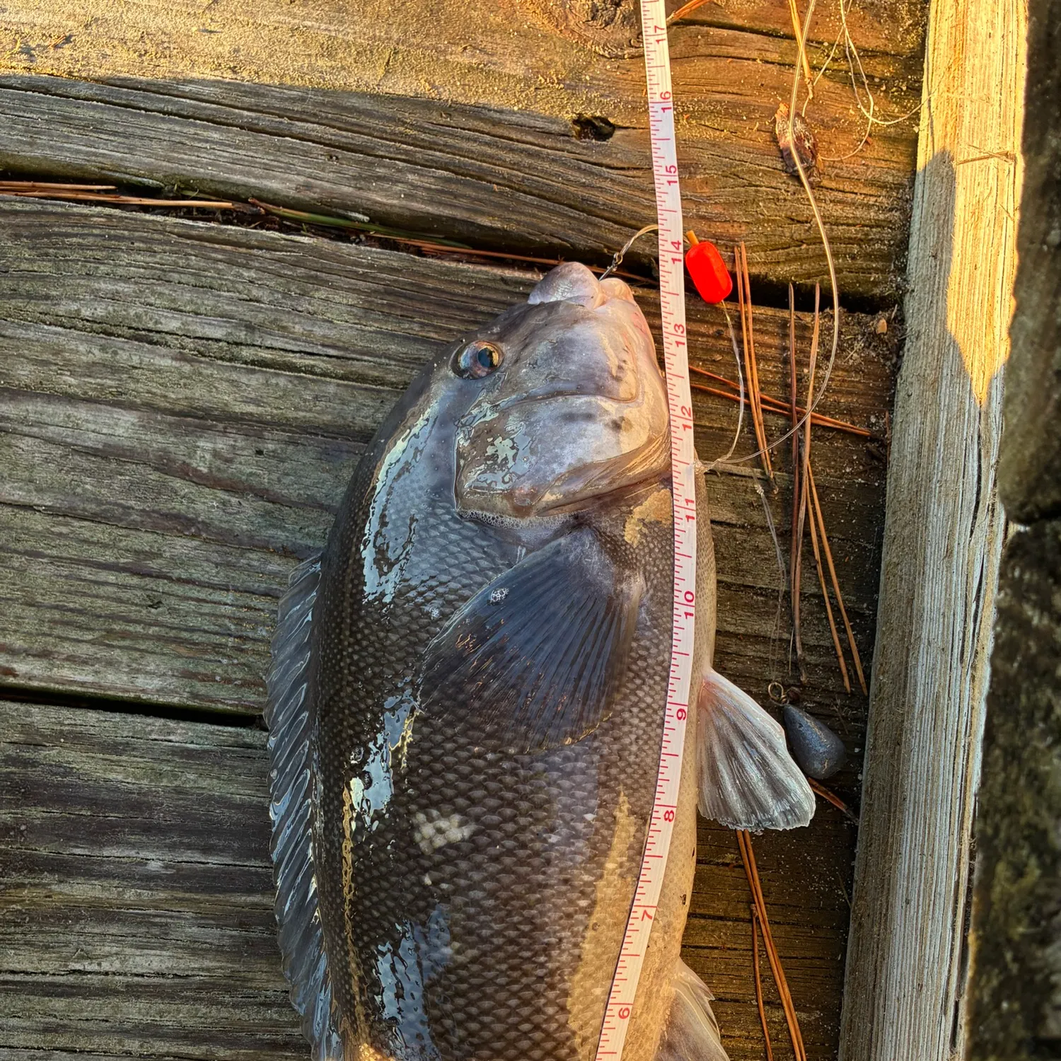 Tautog caught on Fishbrain