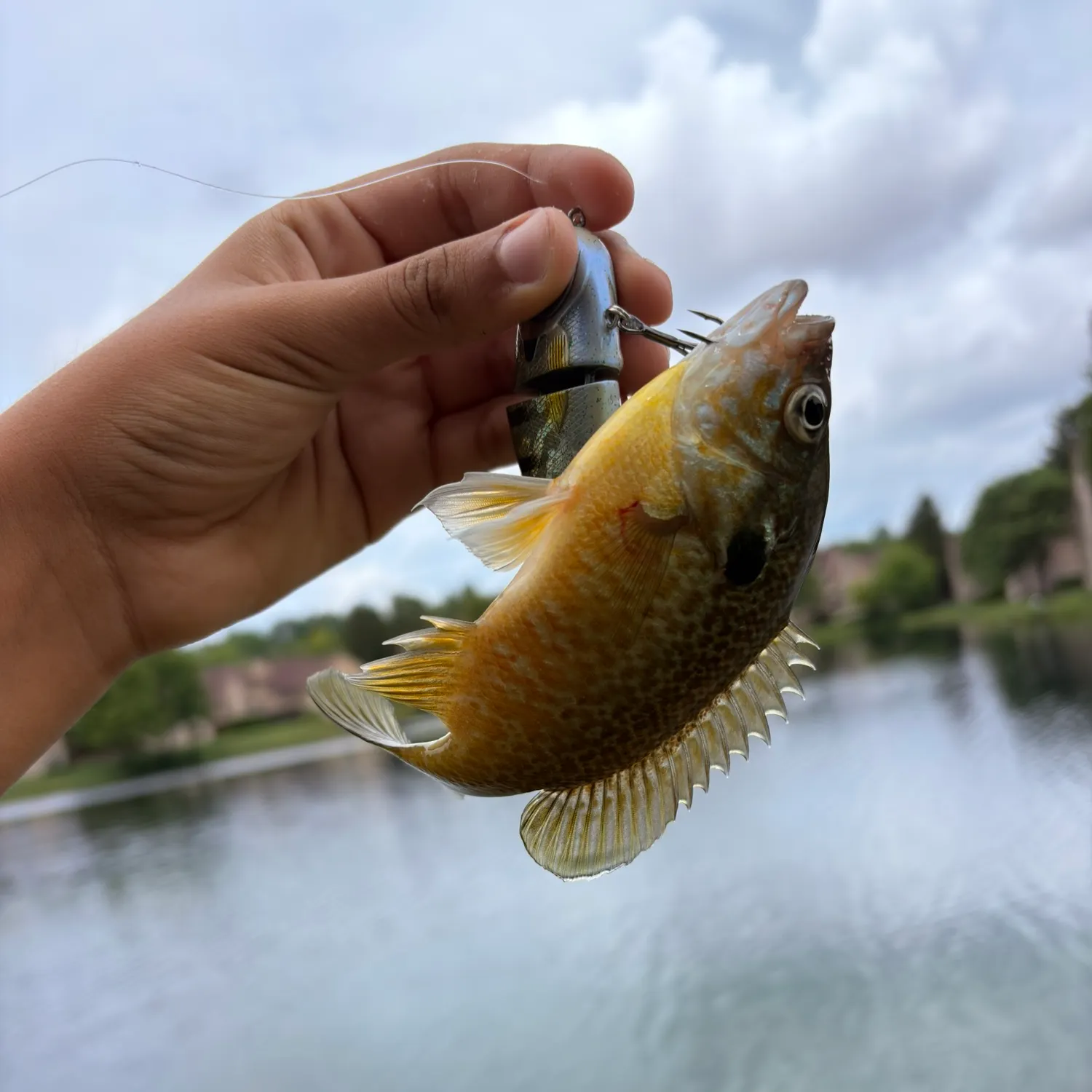 Greengill hybrid caught on Fishbrain