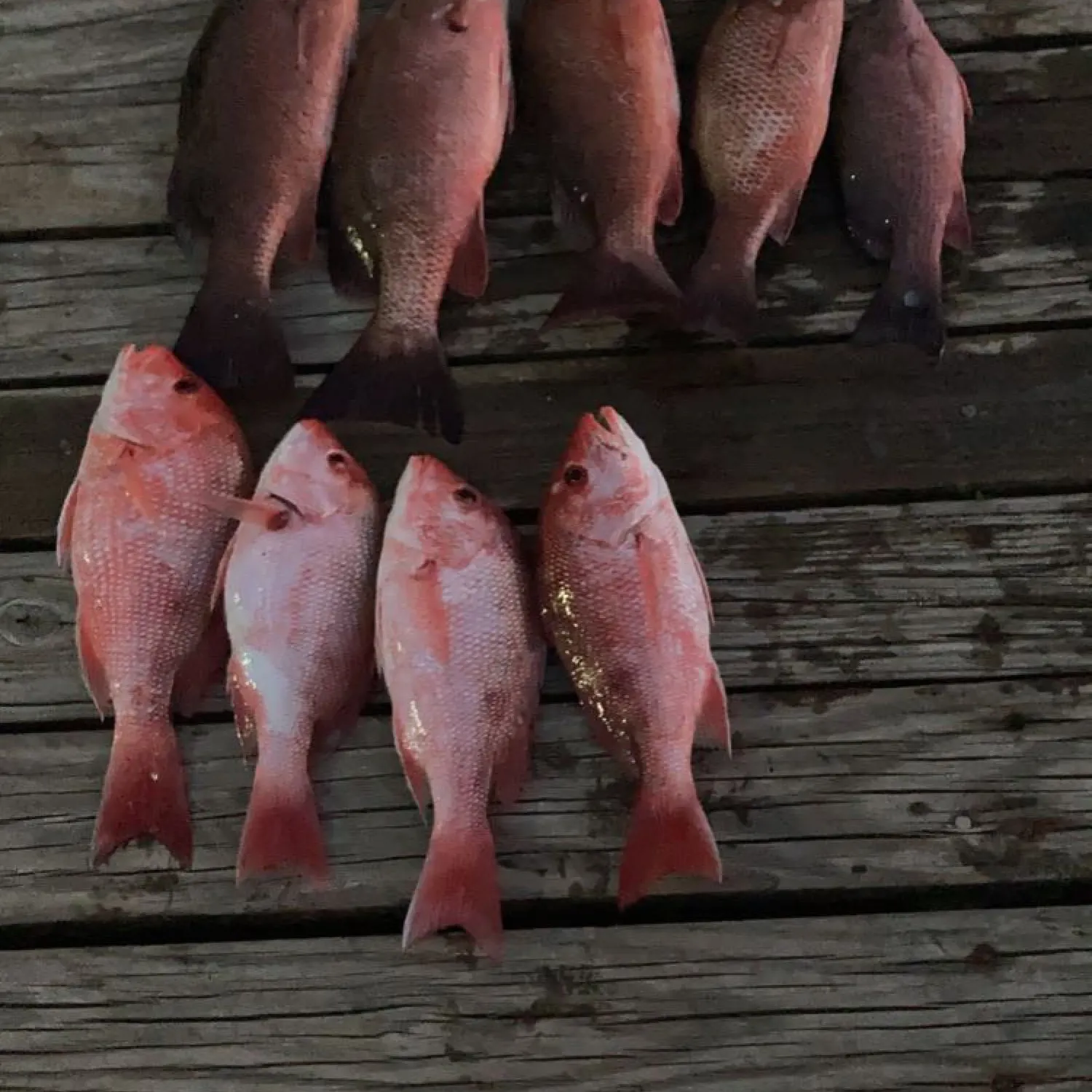 recently logged catches