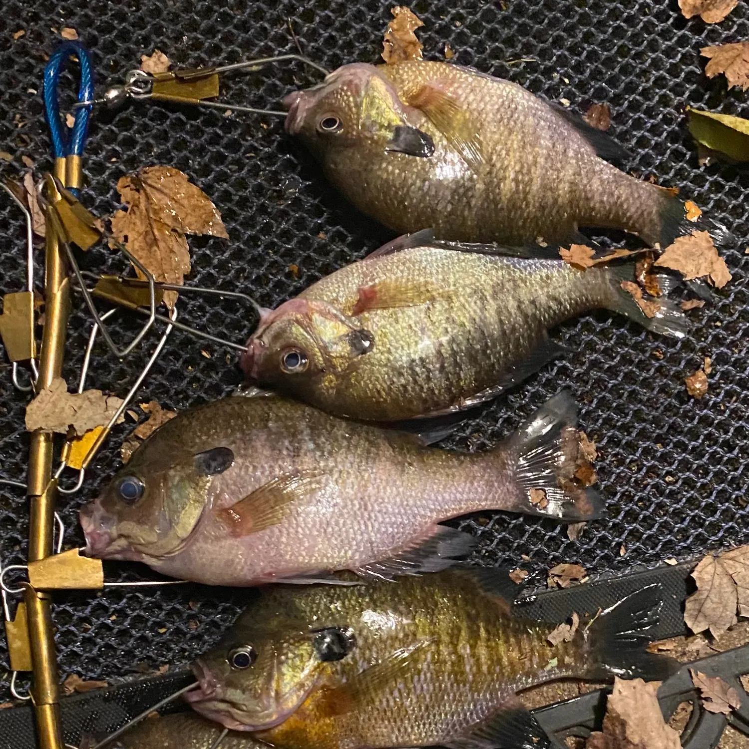 Bluegill caught on Fishbrain