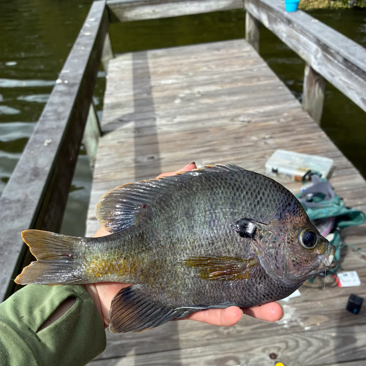 Coppernose bluegill caught on Fishbrain