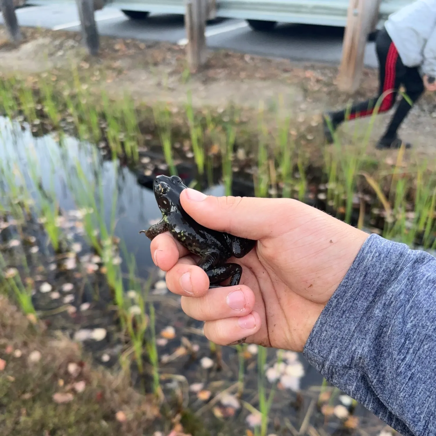 Green frog caught on Fishbrain
