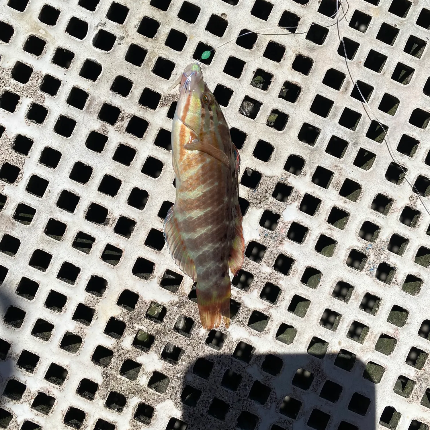 The most recent Gunther's wrasse catches on Fishbrain