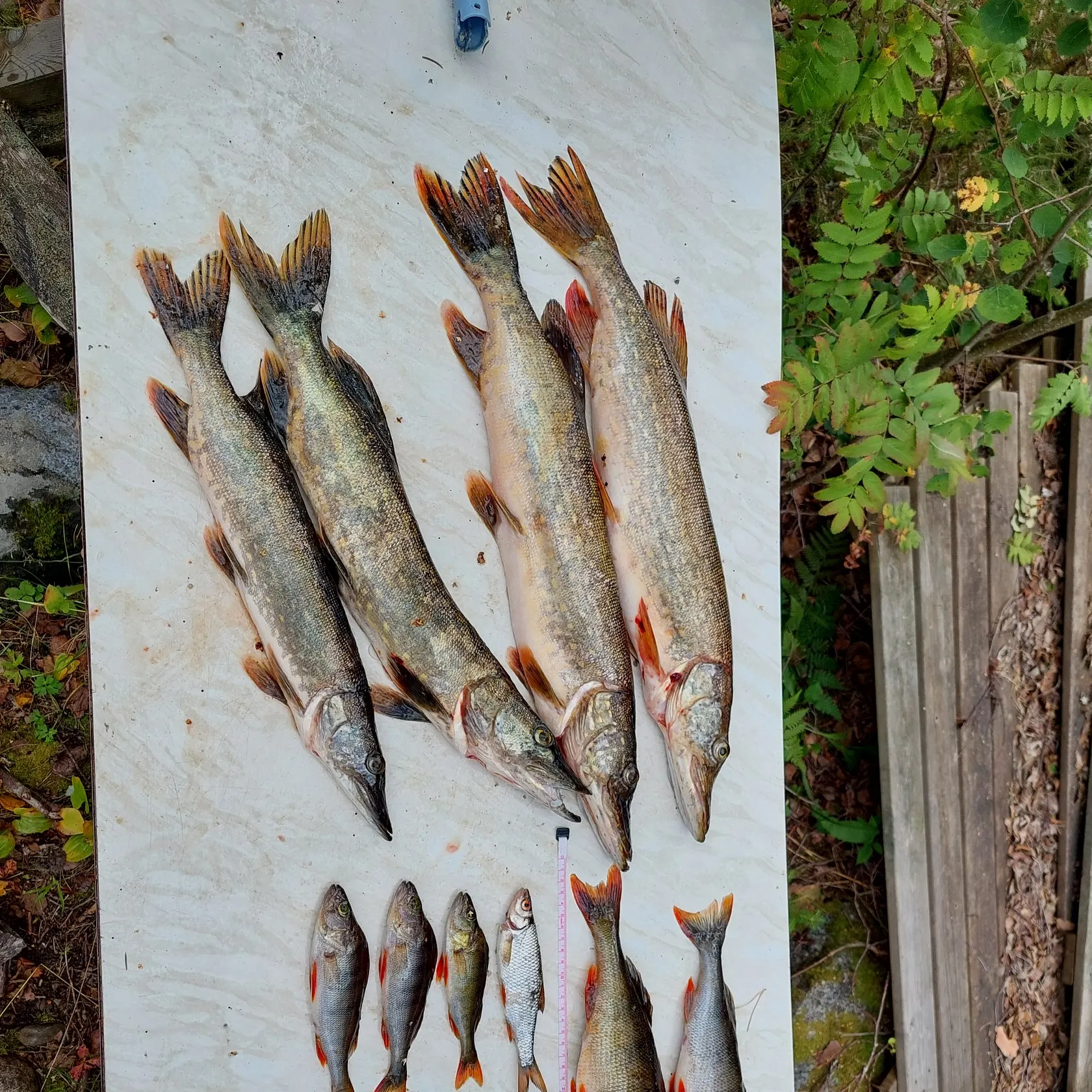 recently logged catches