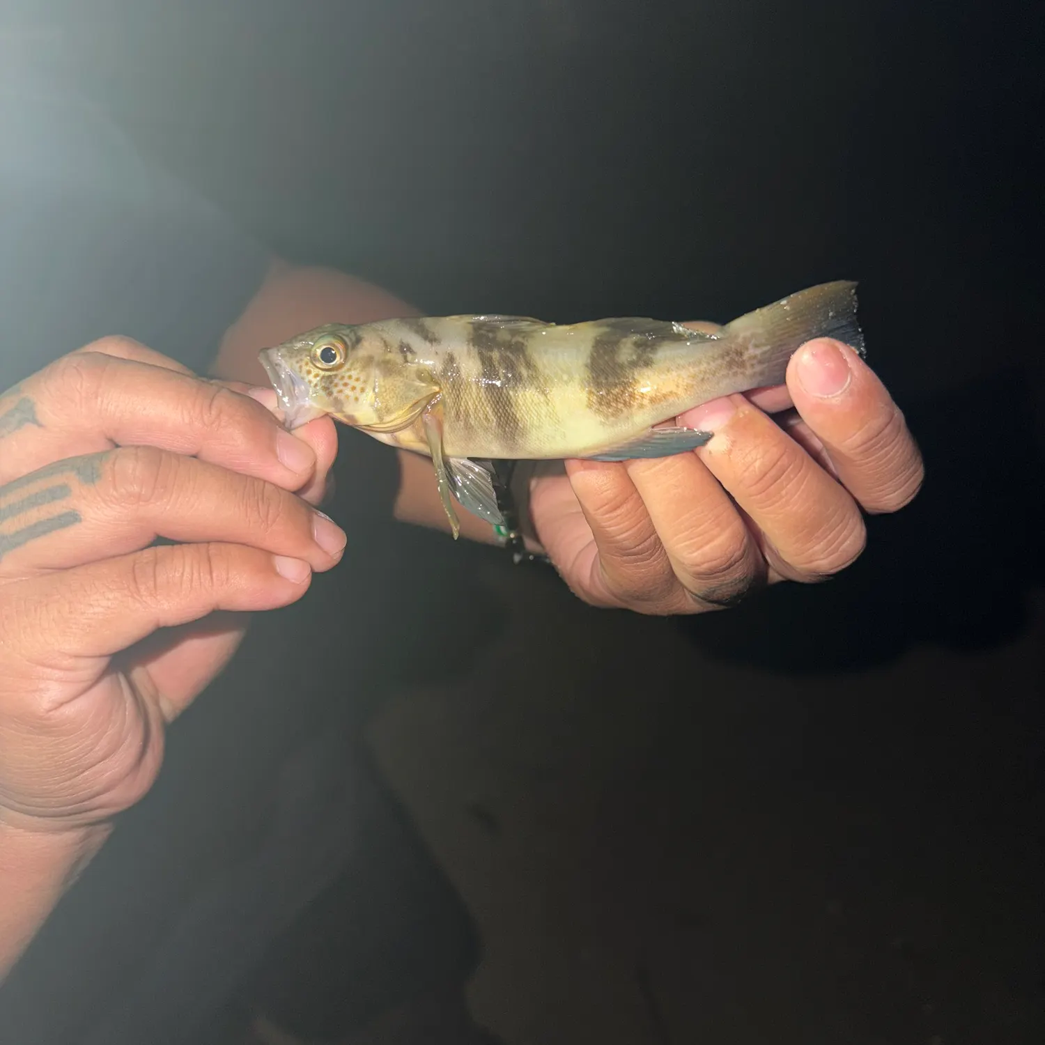 Barred sand bass caught on Fishbrain