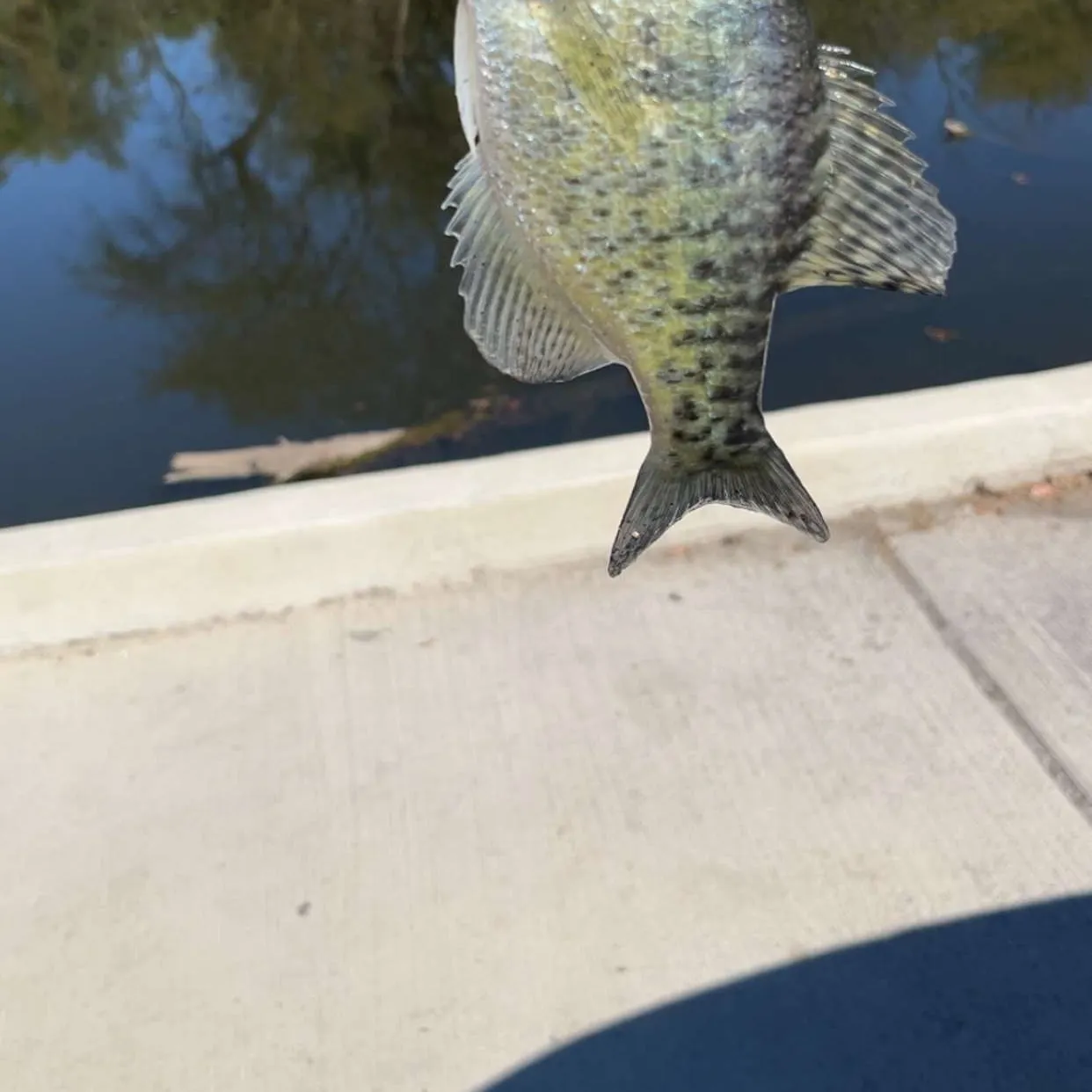 White crappie caught on Fishbrain