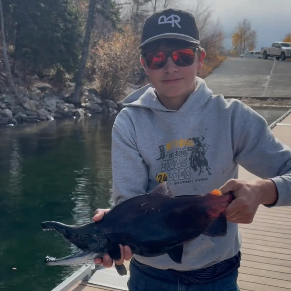 Kokanee salmon caught on Fishbrain