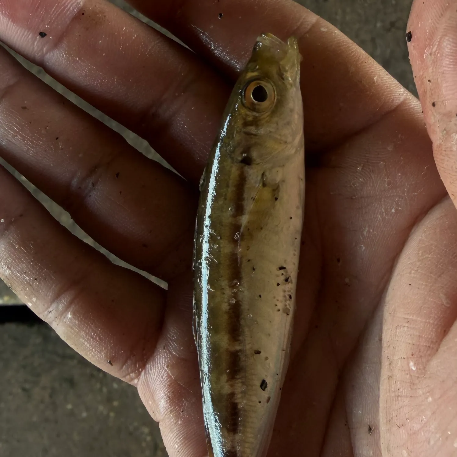The most recent Mackerel scad catches on Fishbrain