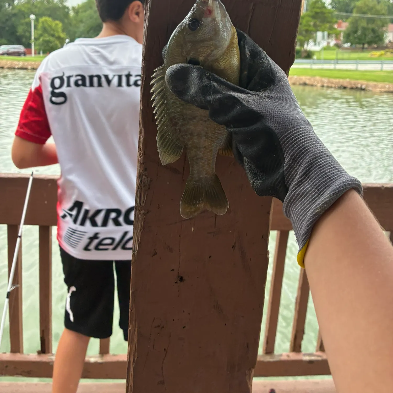 Green sunfish caught on Fishbrain
