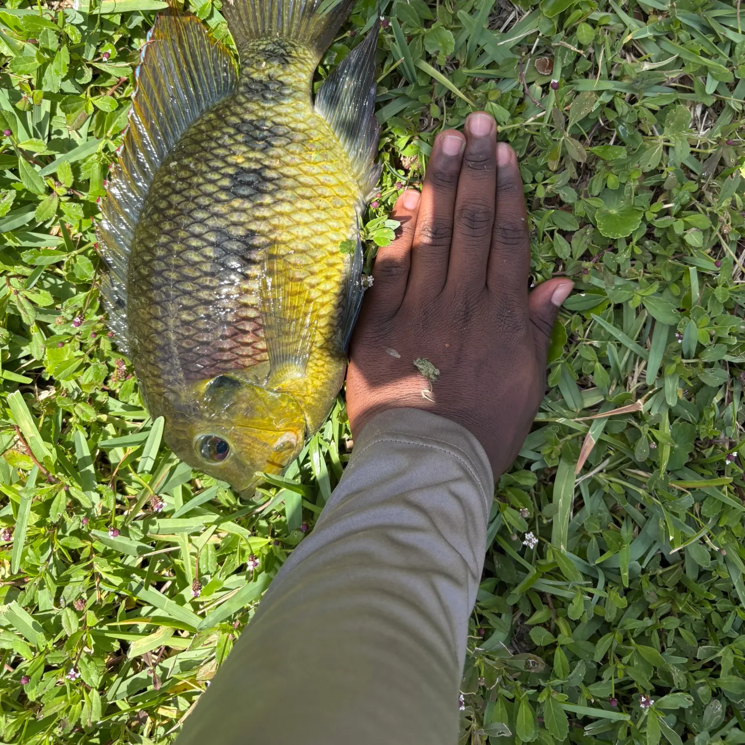 The most recent Spotted tilapia catches on Fishbrain