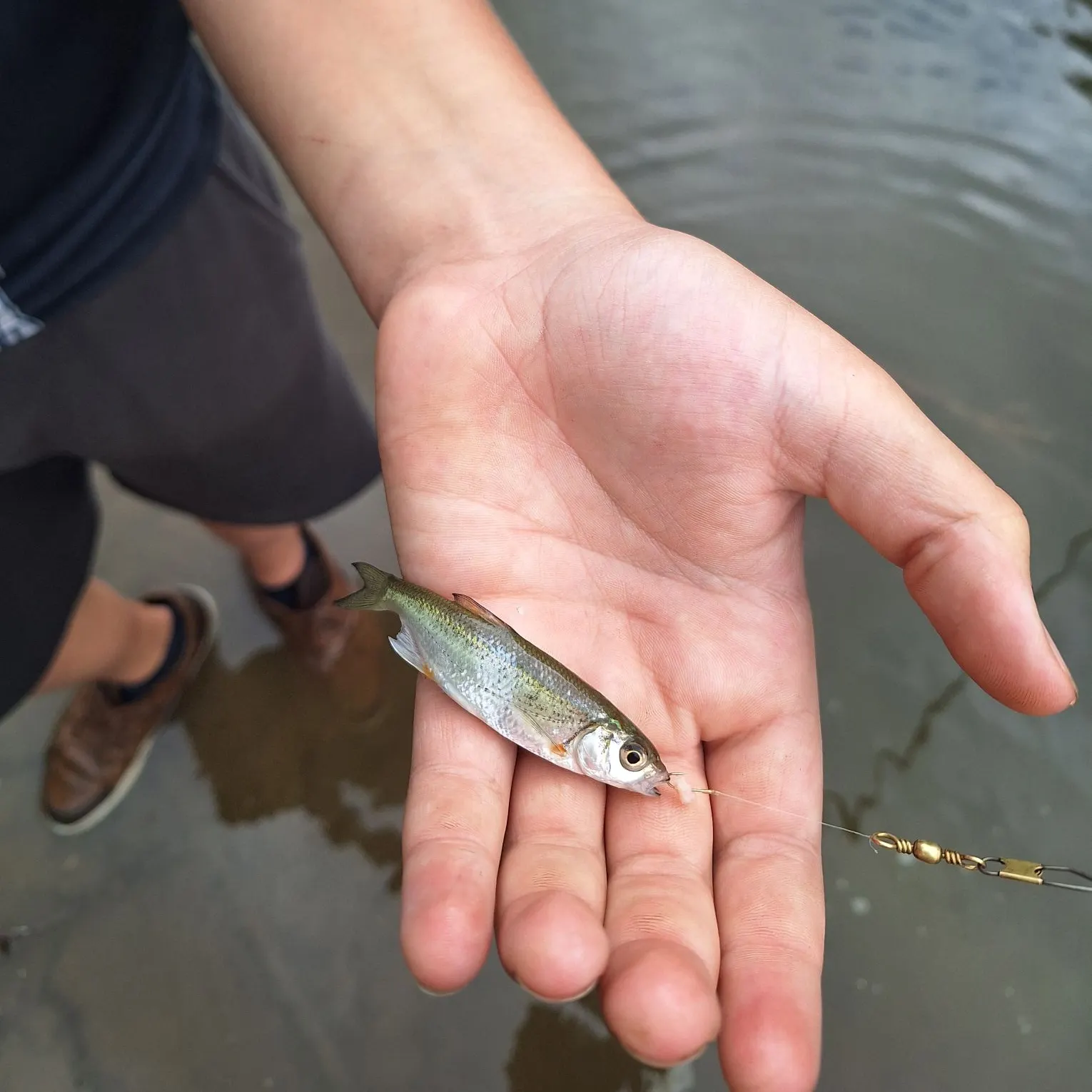 European chub caught on Fishbrain
