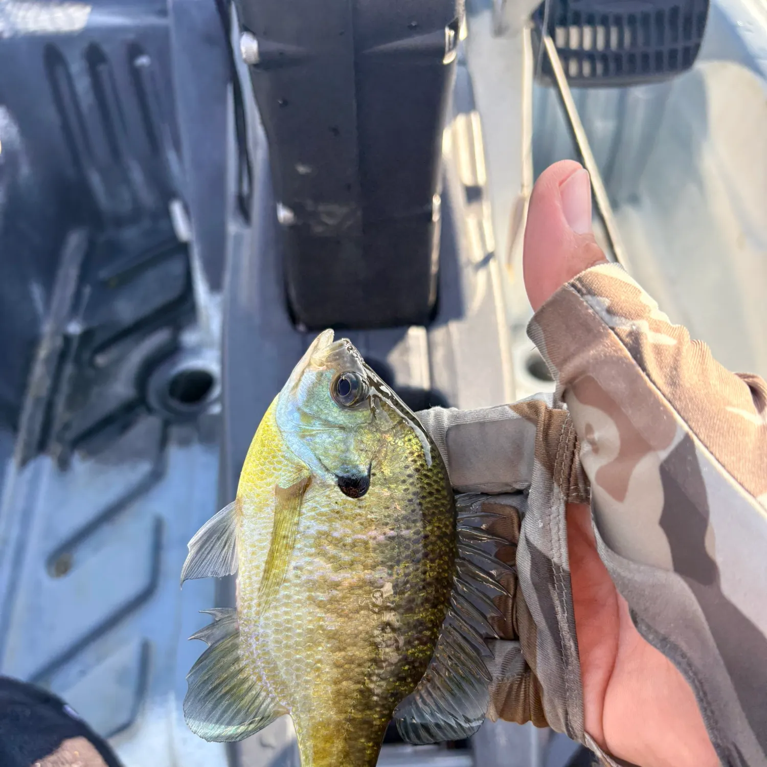 Bluegill caught on Fishbrain