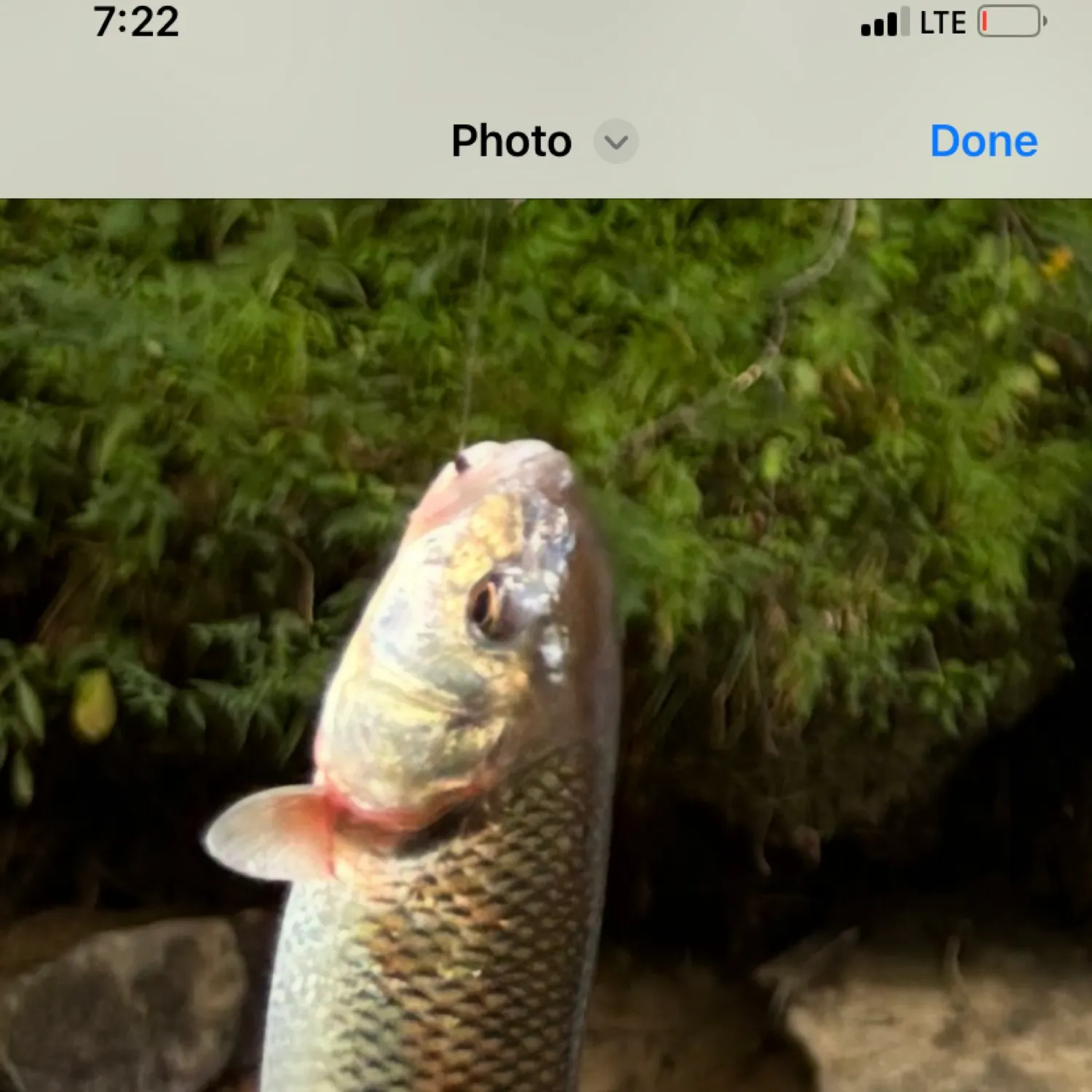 recently logged catches