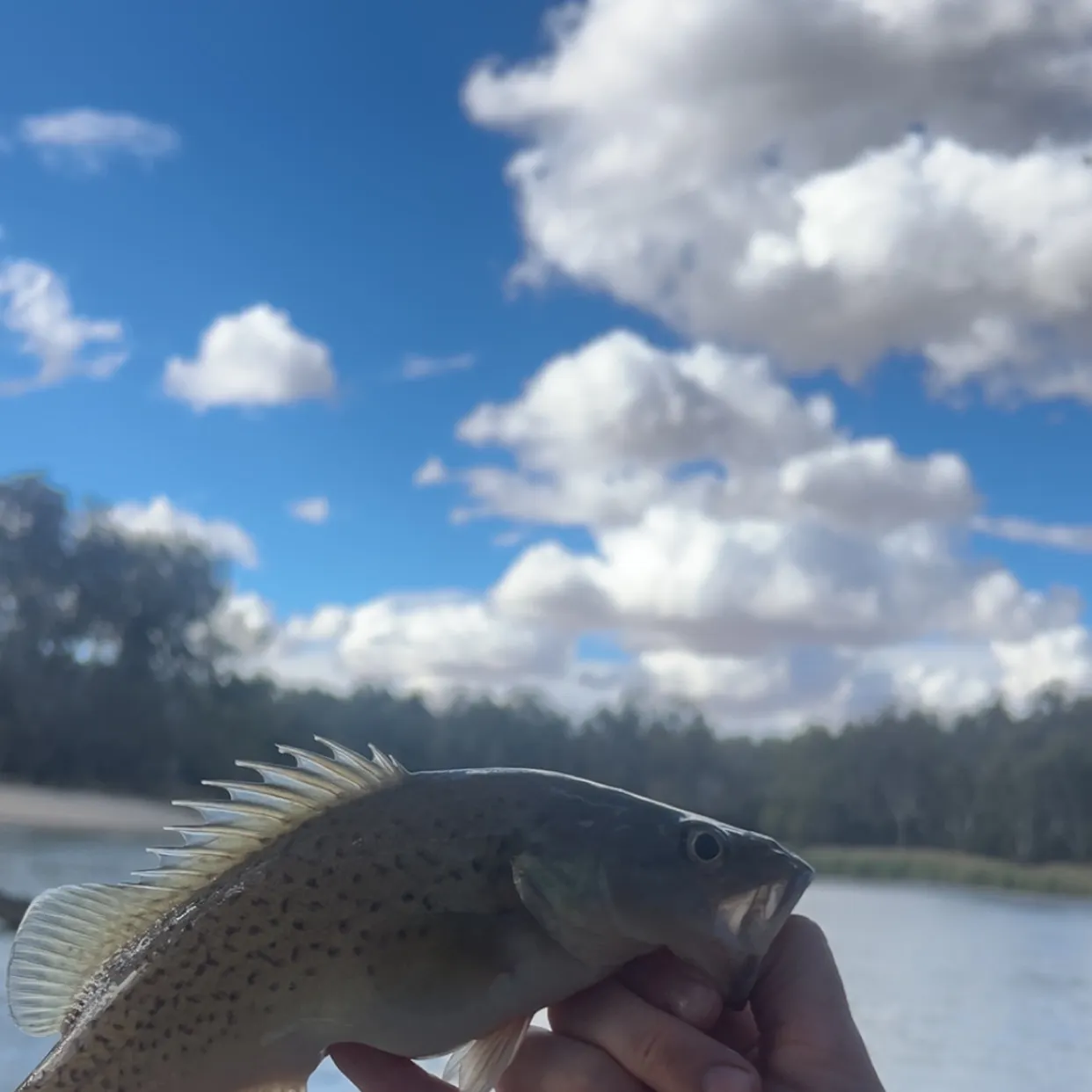 The most recent Trout cod catches on Fishbrain