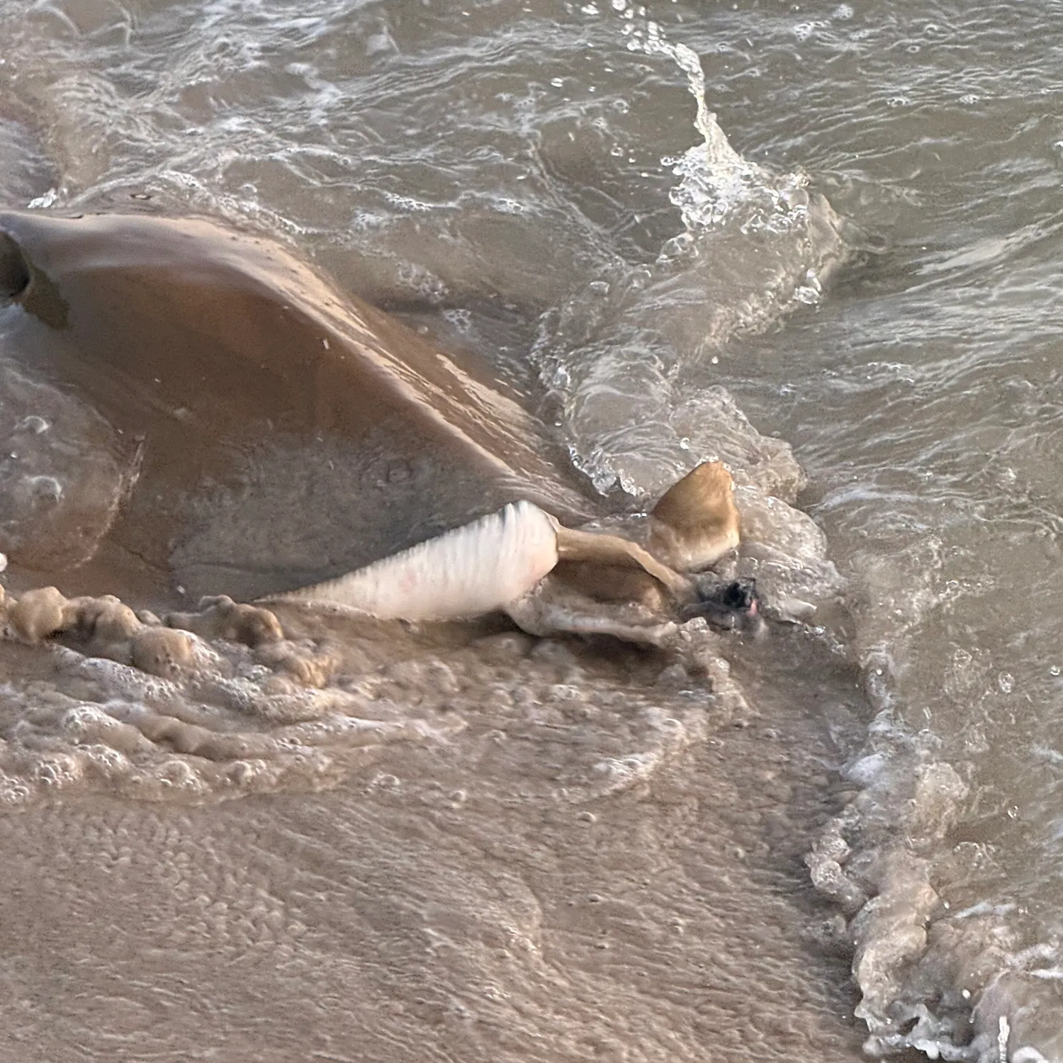 The most recent Cownose Ray catches on Fishbrain