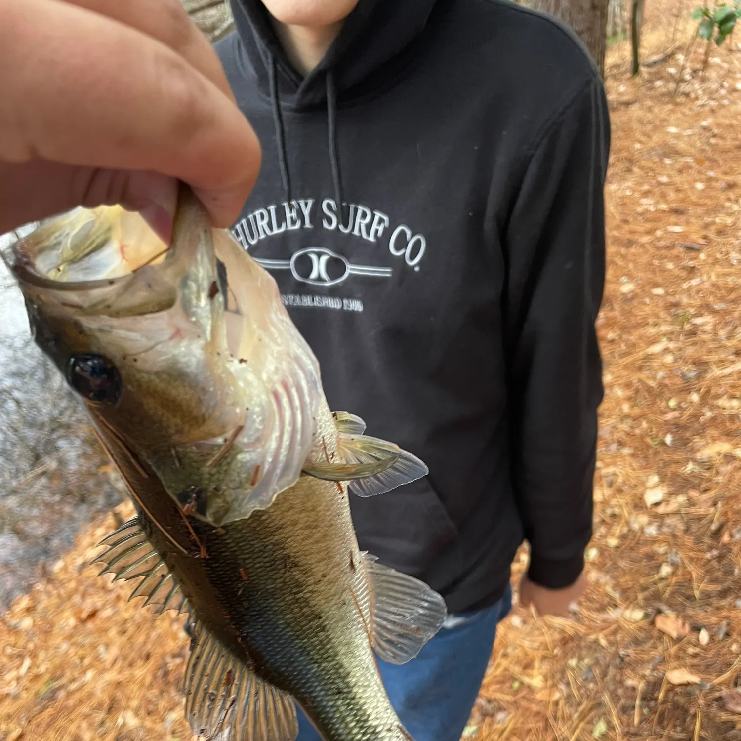 The most recent Largemouth bass catches on Fishbrain
