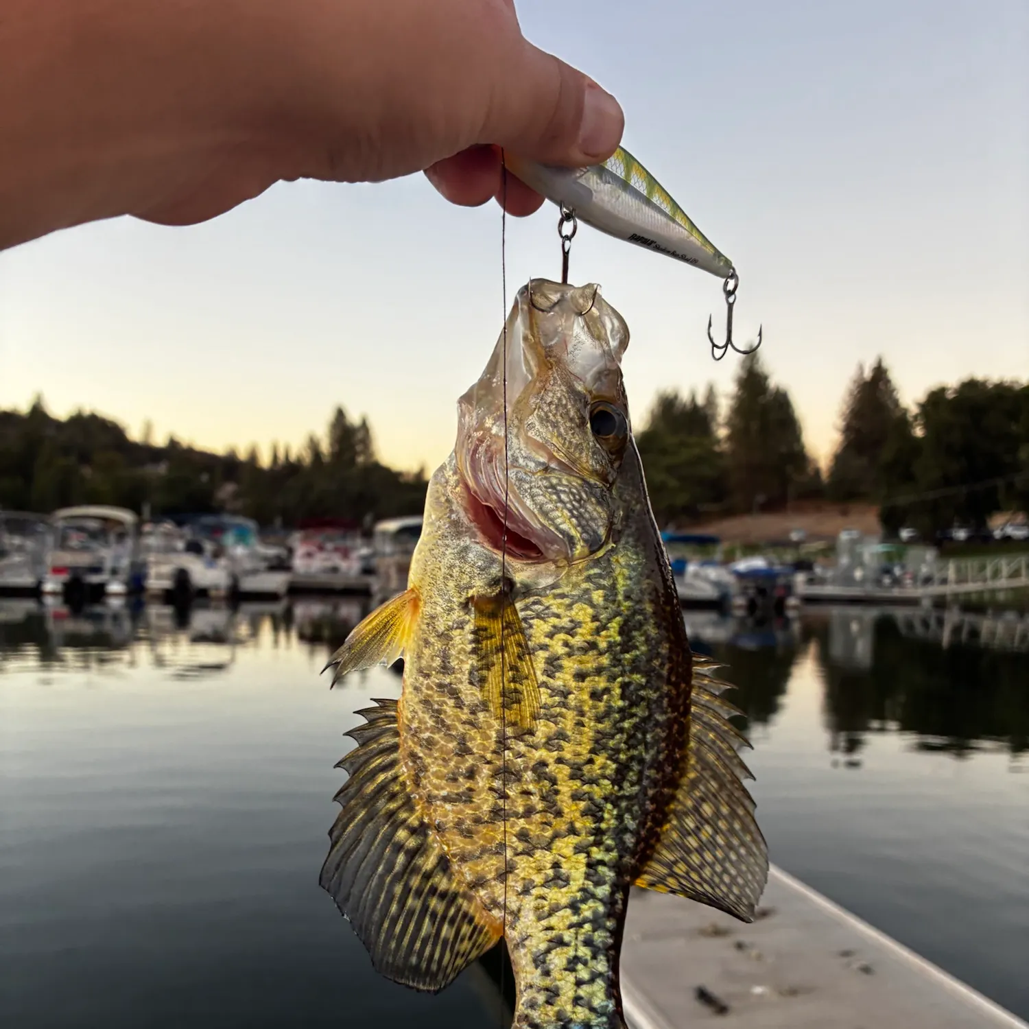 Black crappie caught on Fishbrain