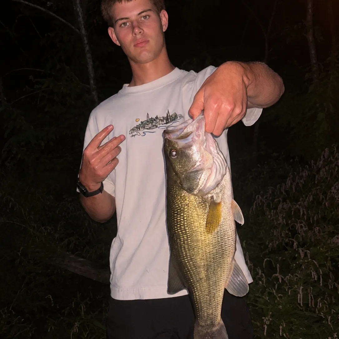 Largemouth bass caught on Fishbrain