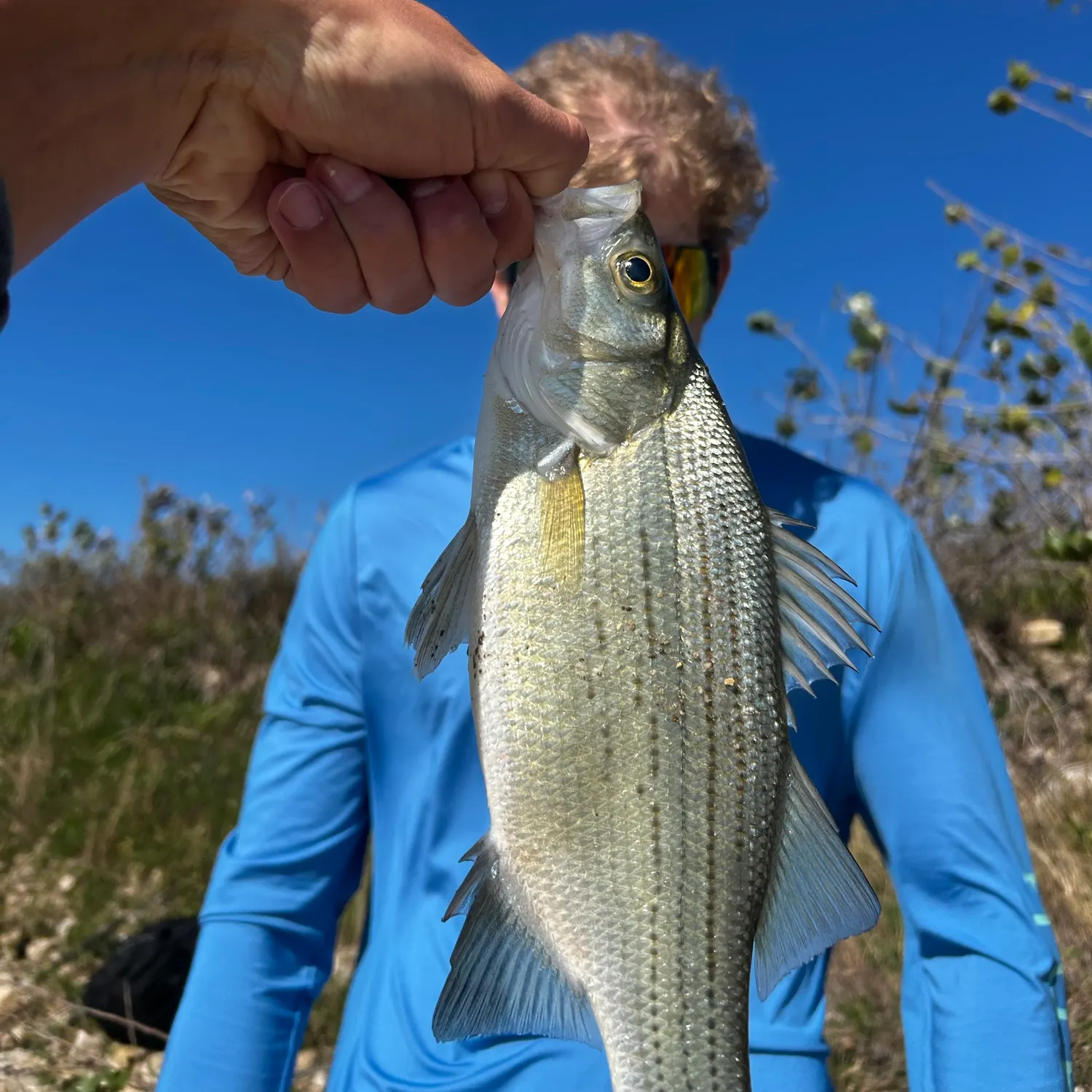 Wiper caught on Fishbrain